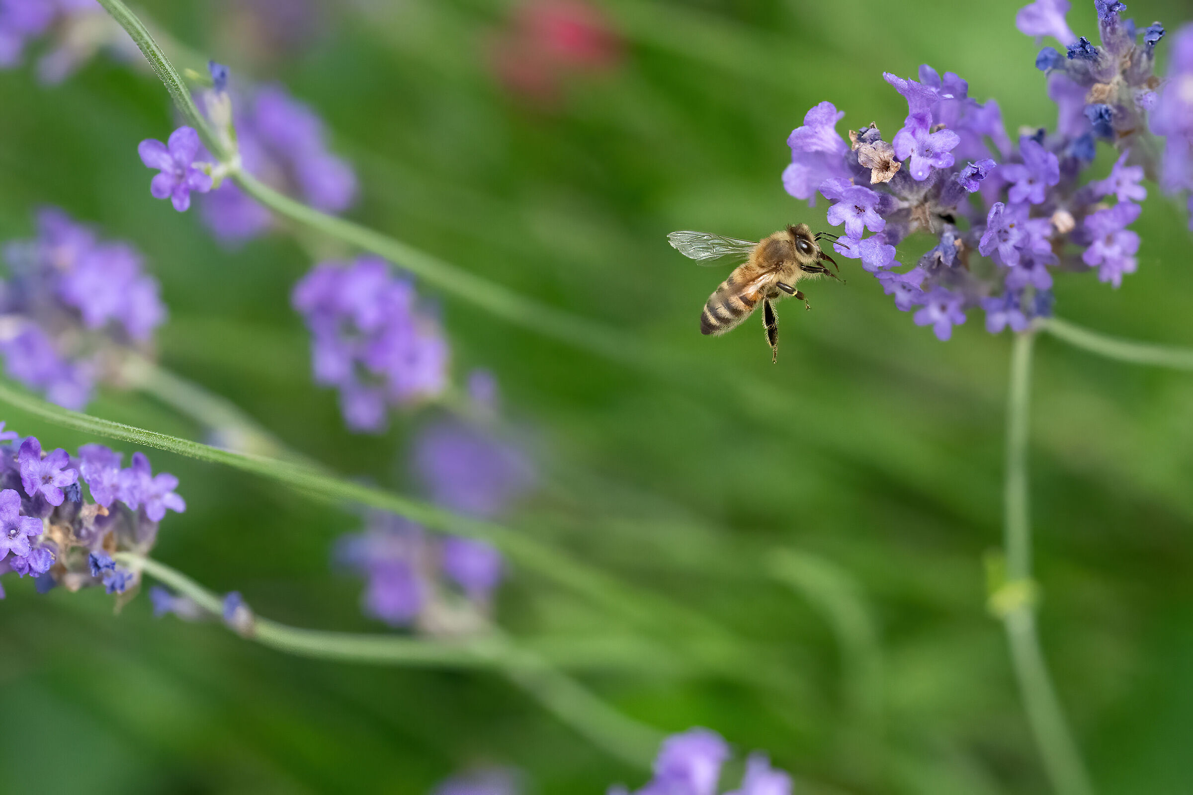 German bee and lavender