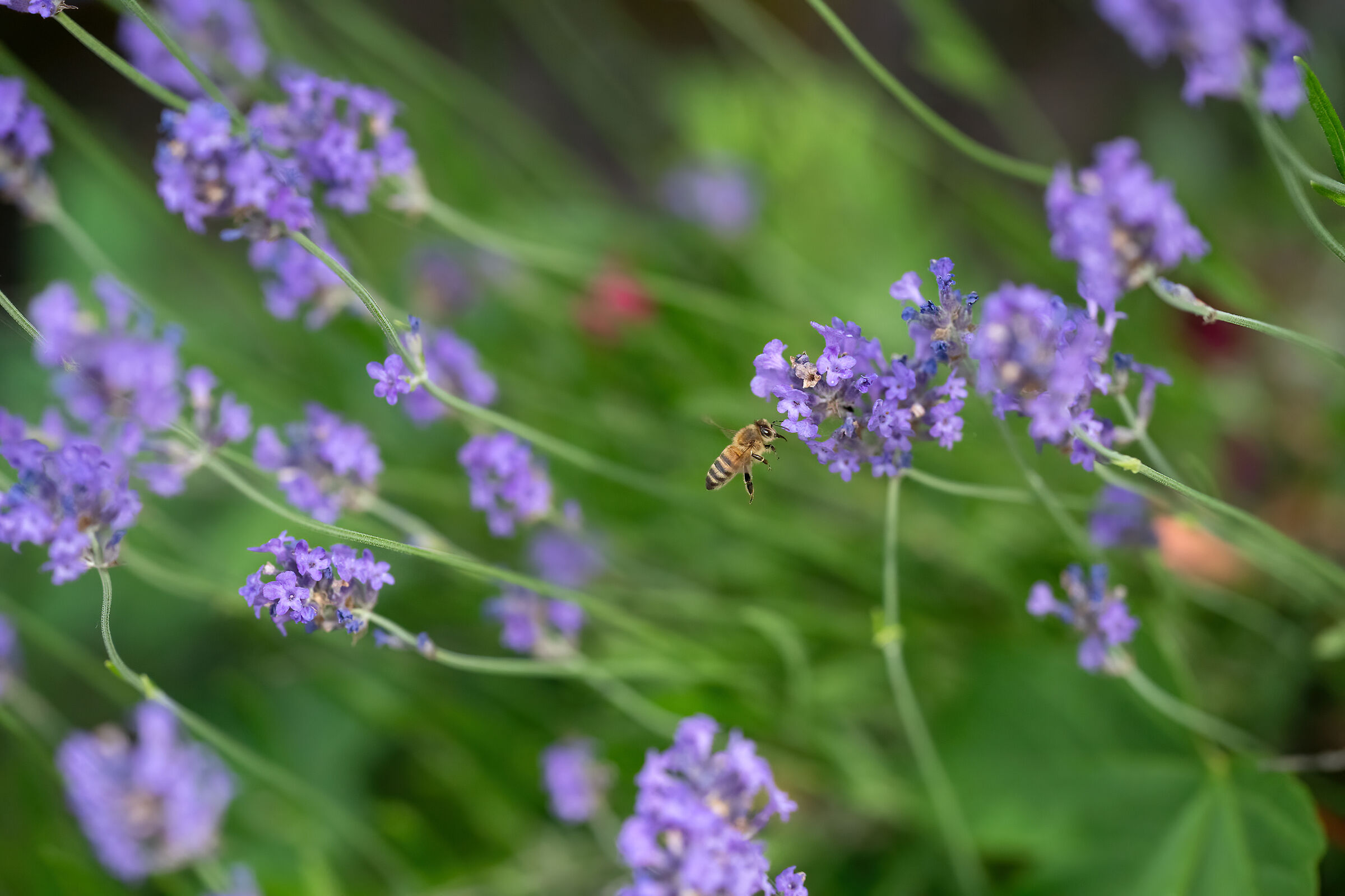 German bee and lavender
