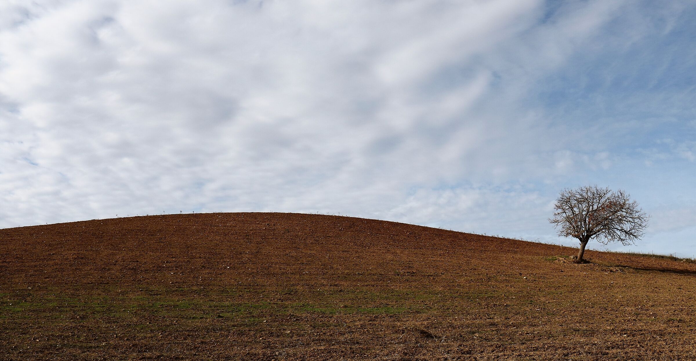 L'albero e la collina