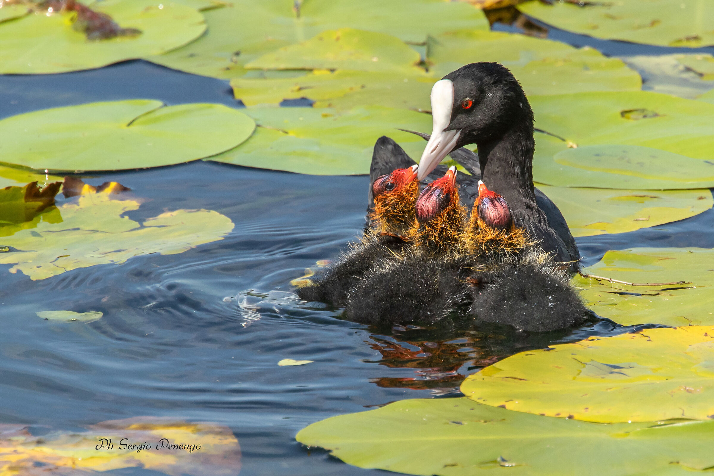 Mother's Heart (coot with little ones)
