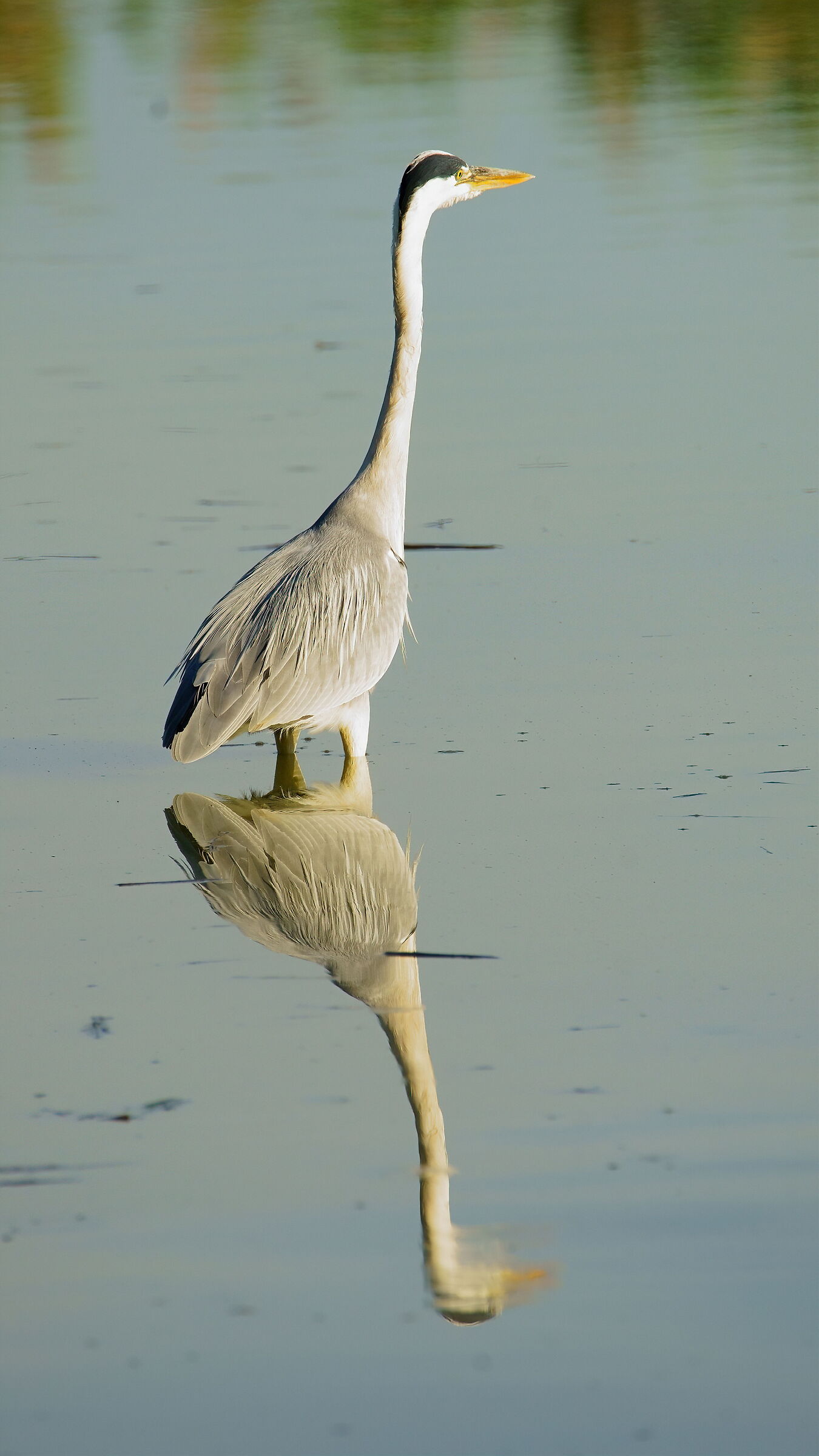Il signore delle acque... Airone Cenerino
