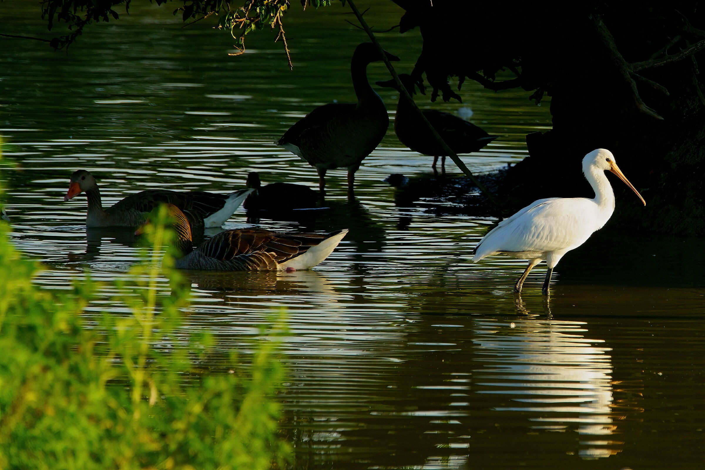 Trova l'intruso... Giovane spatola tra le oche