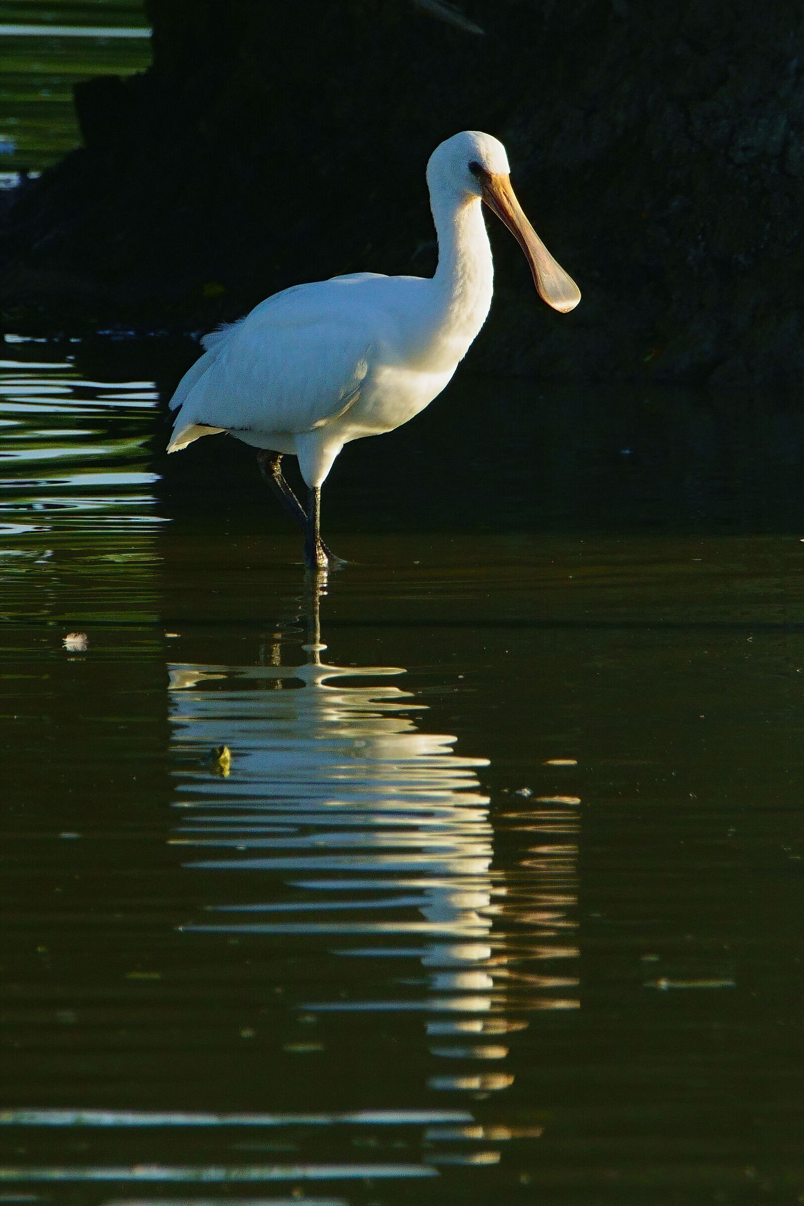 Vanitosa giovane spatola