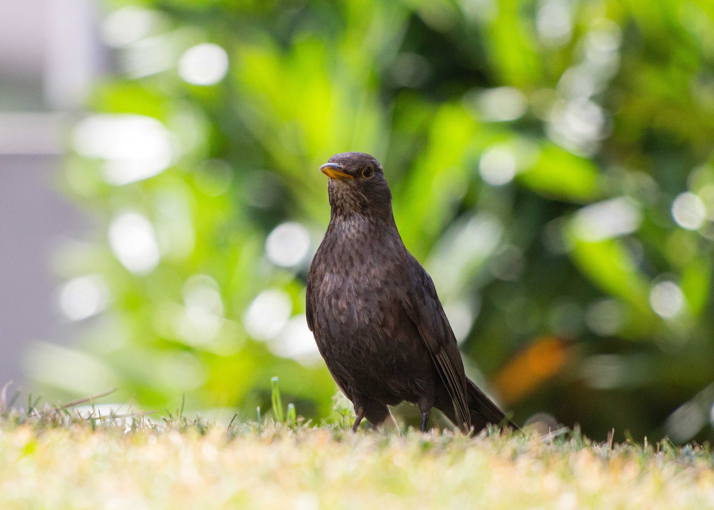 Proud to be a merlo!