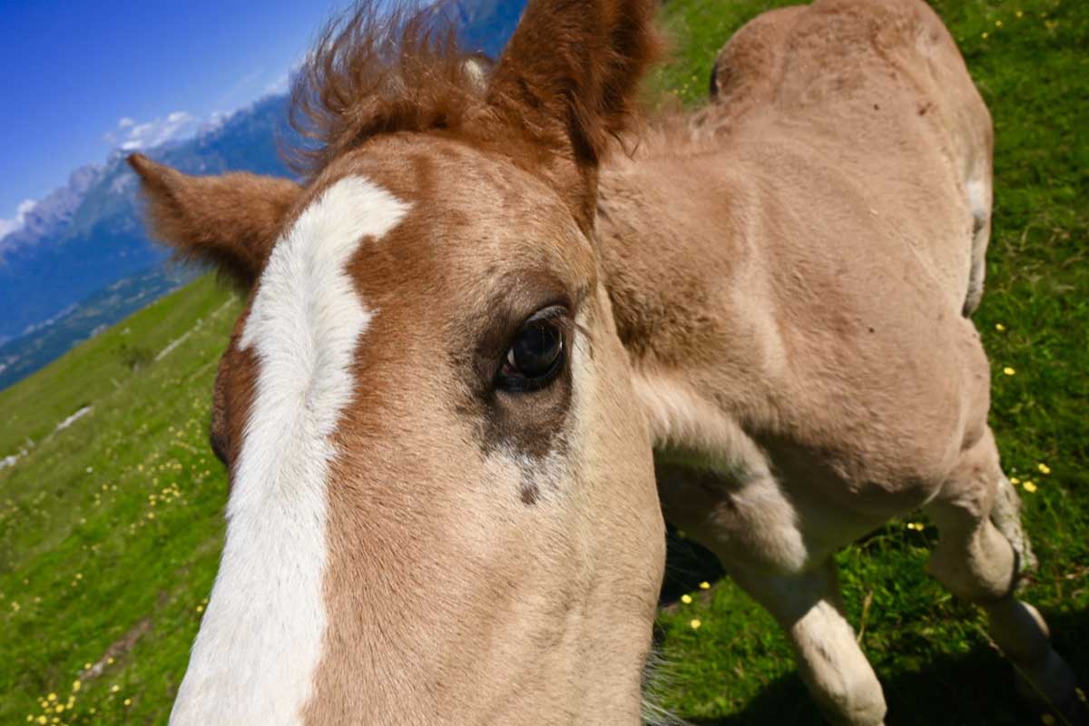 Watch out for.. horse