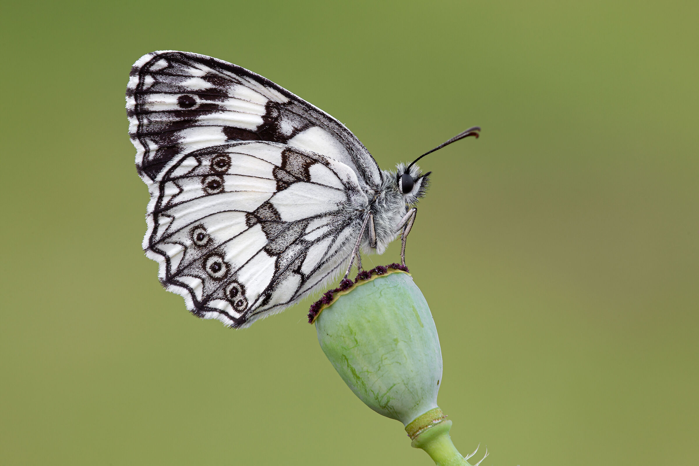 Melanargia galathea