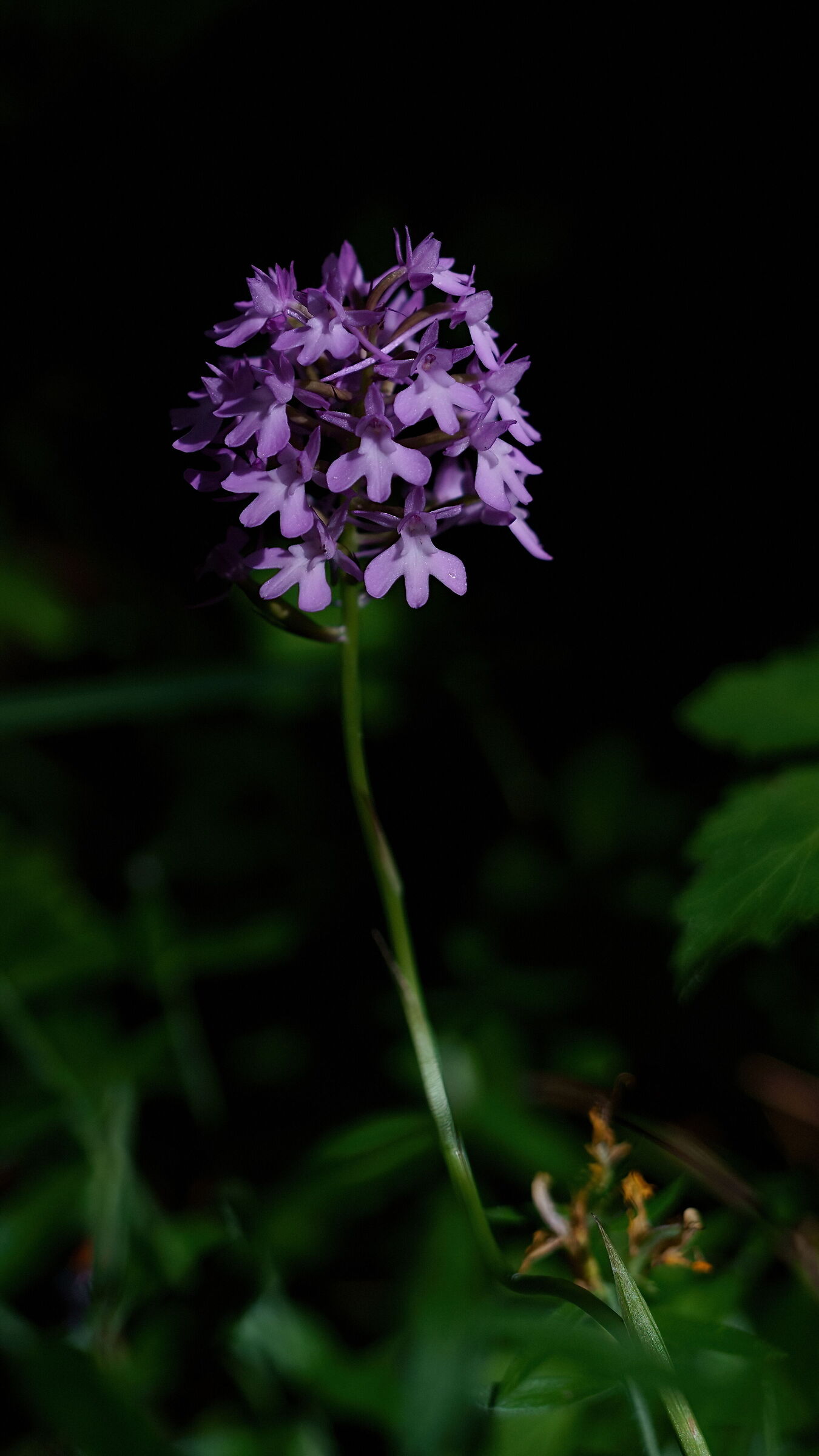 Anacamptis Pyramidalis - Guardiaregia (CB)
