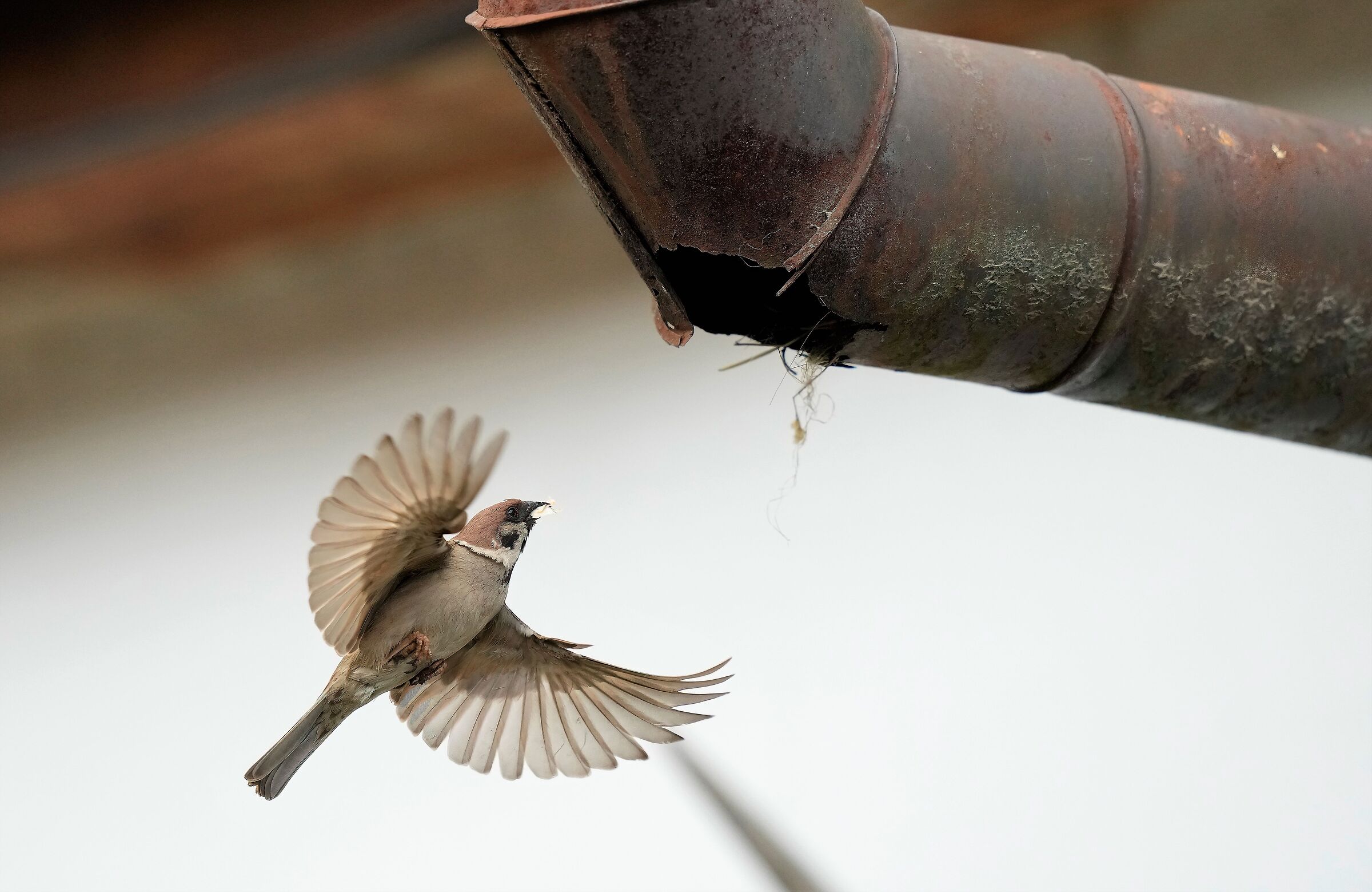 tree sparrow