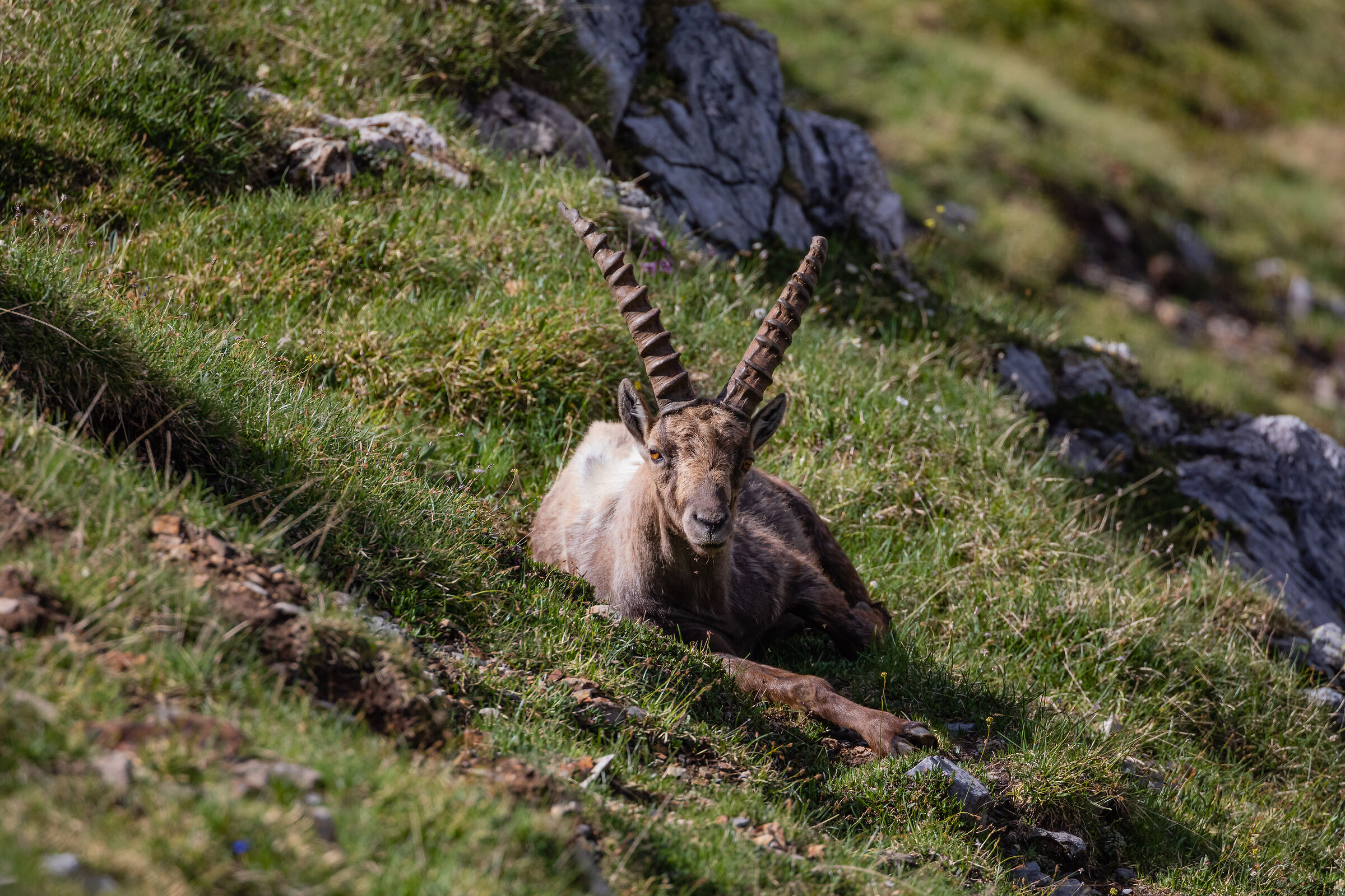 ibex