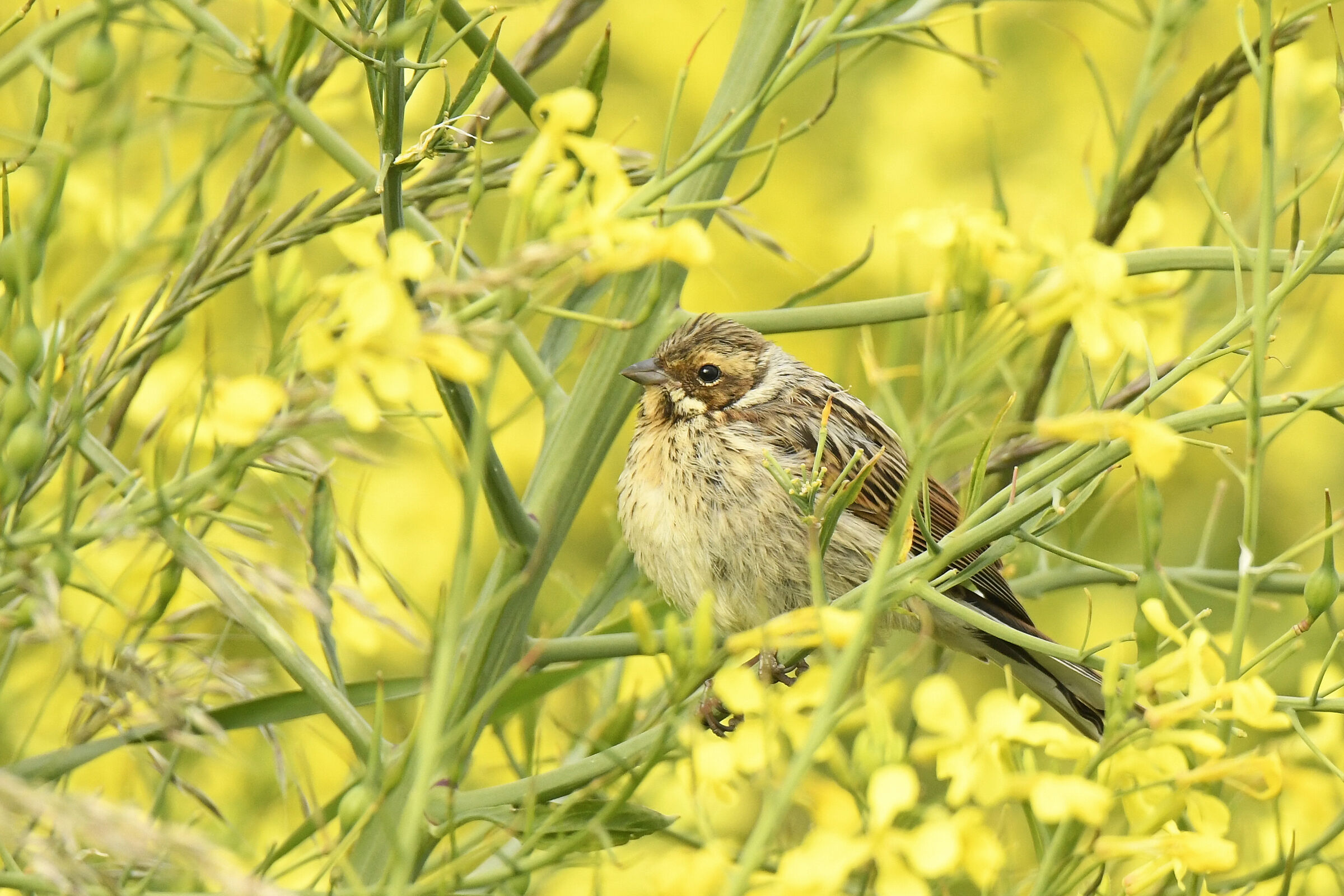 Migliarino di palude (Reed bunting)