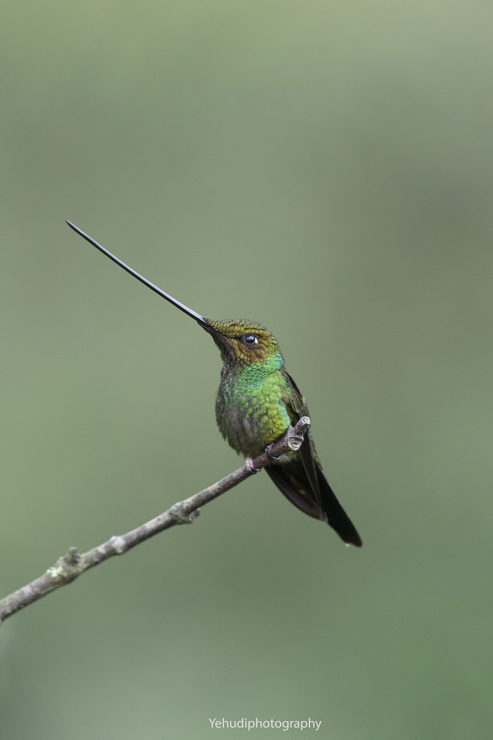 Sword Billed Hummingbird