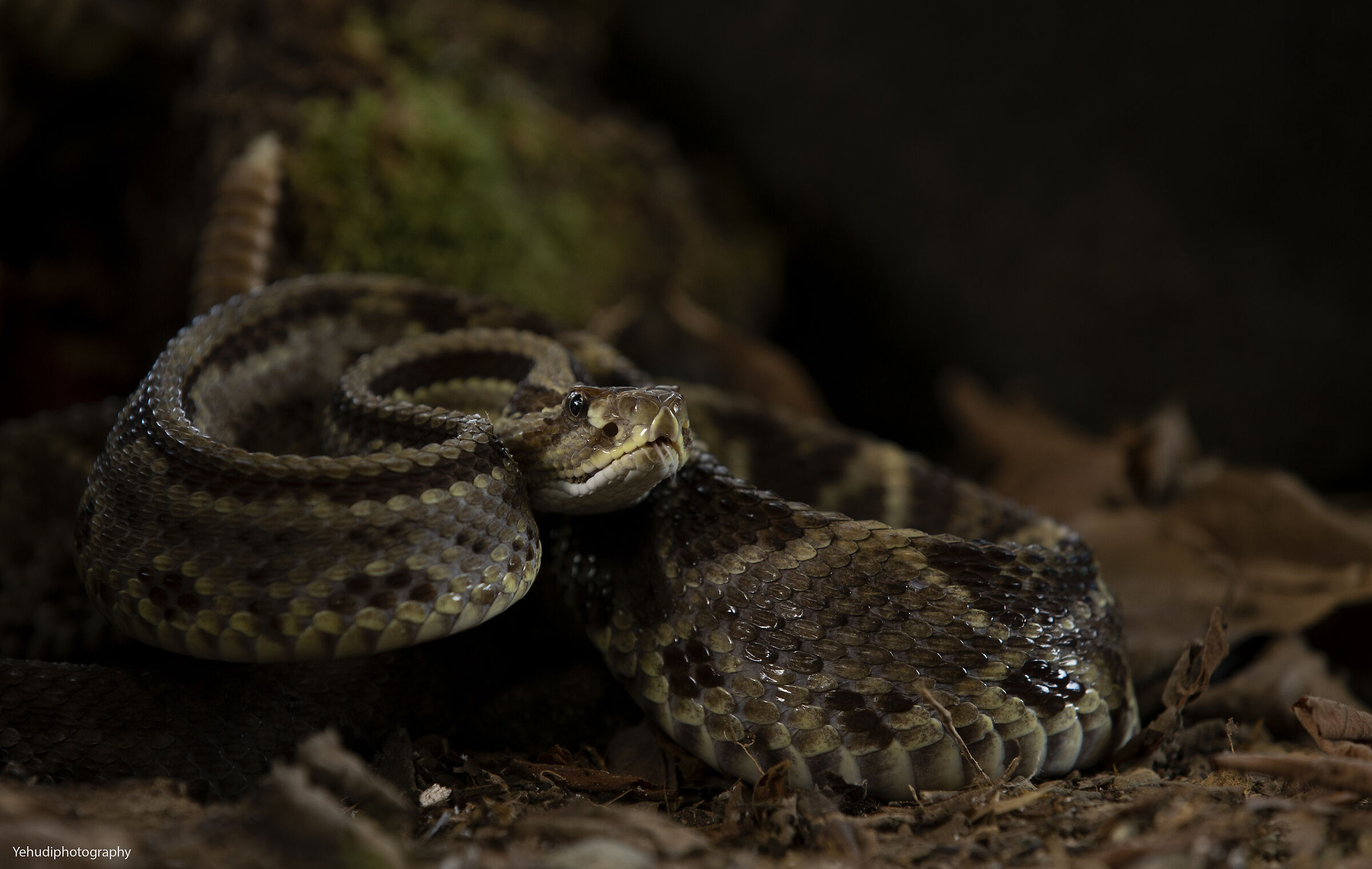 Central American Rattle Snake