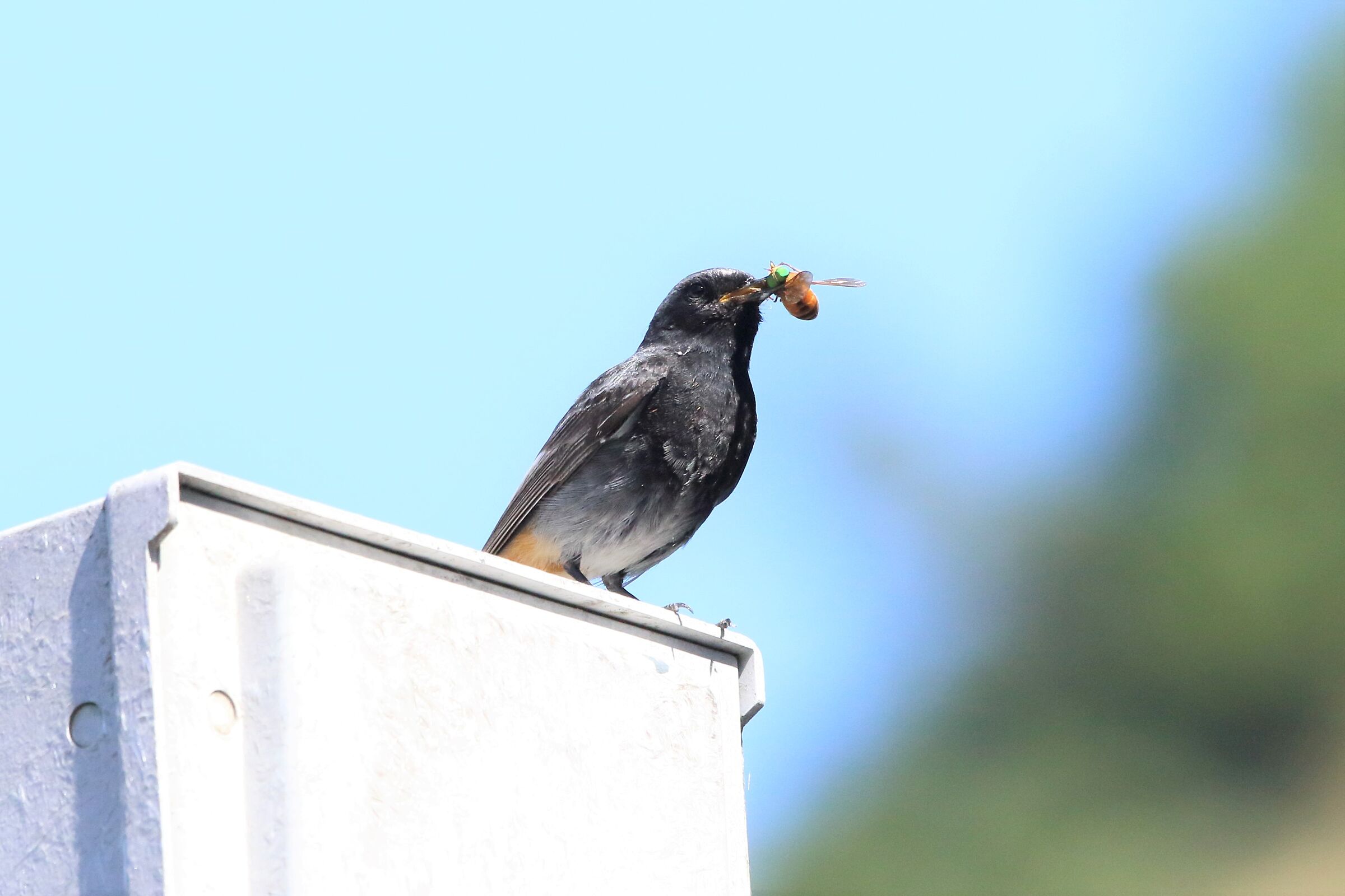 Fireplace sweep with prey