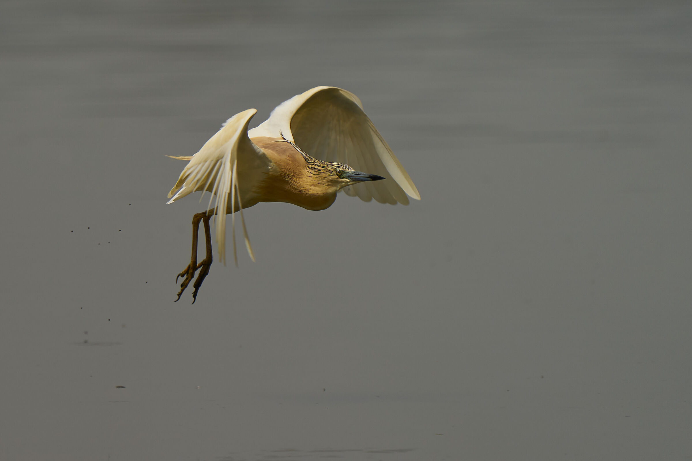squacco heron