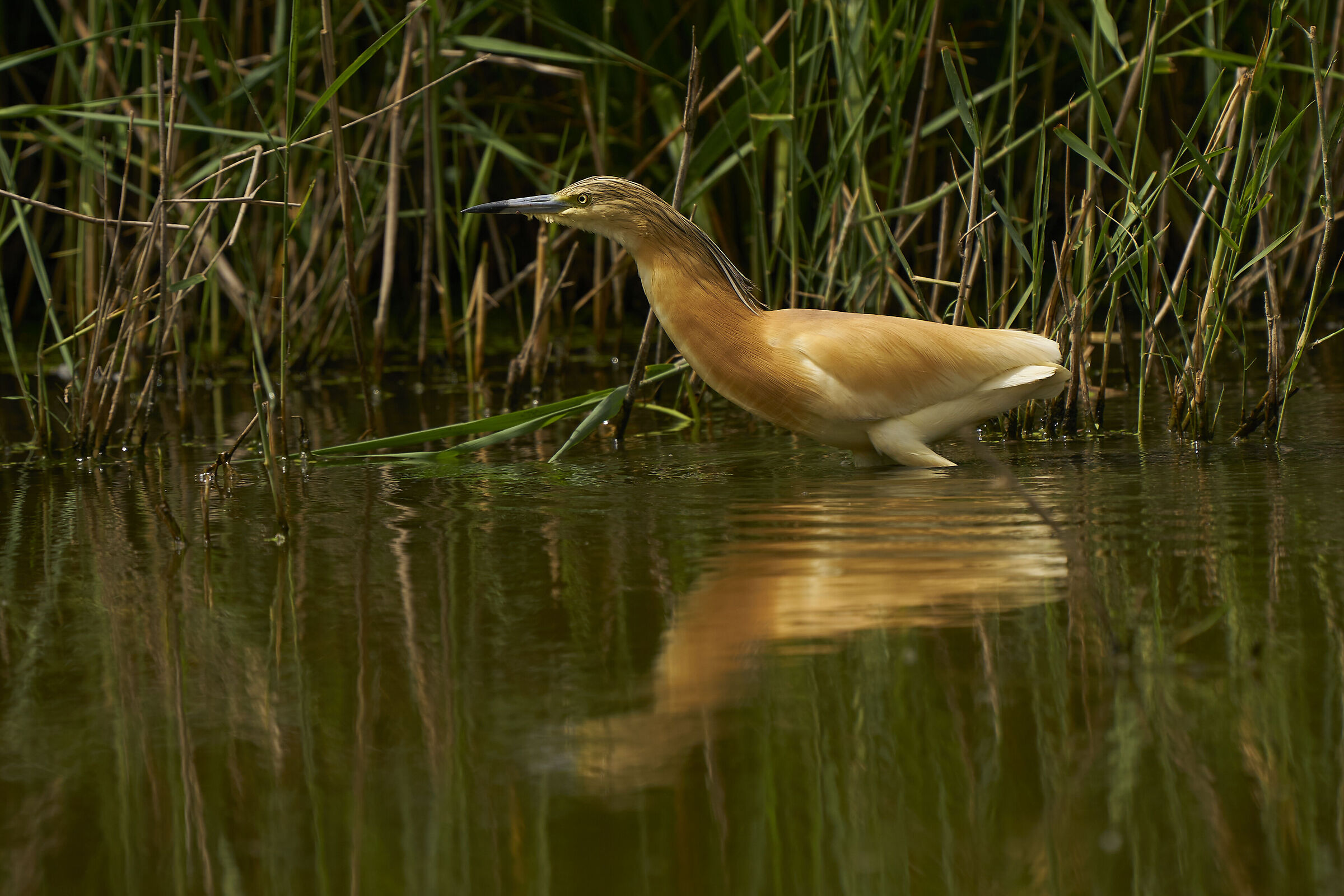 squacco heron