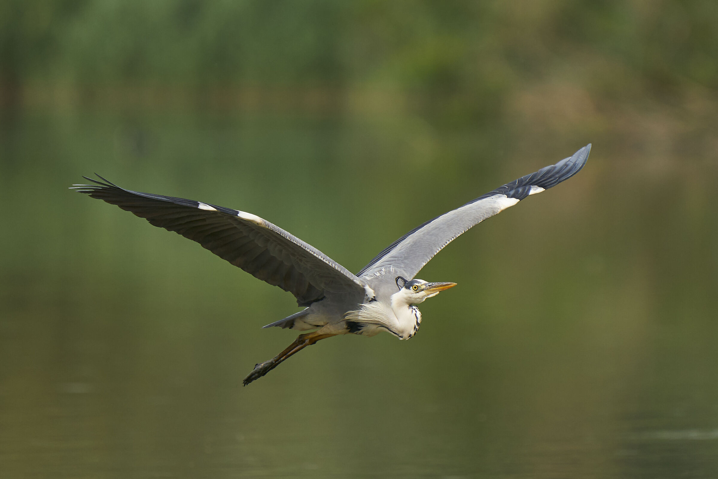 grey heron