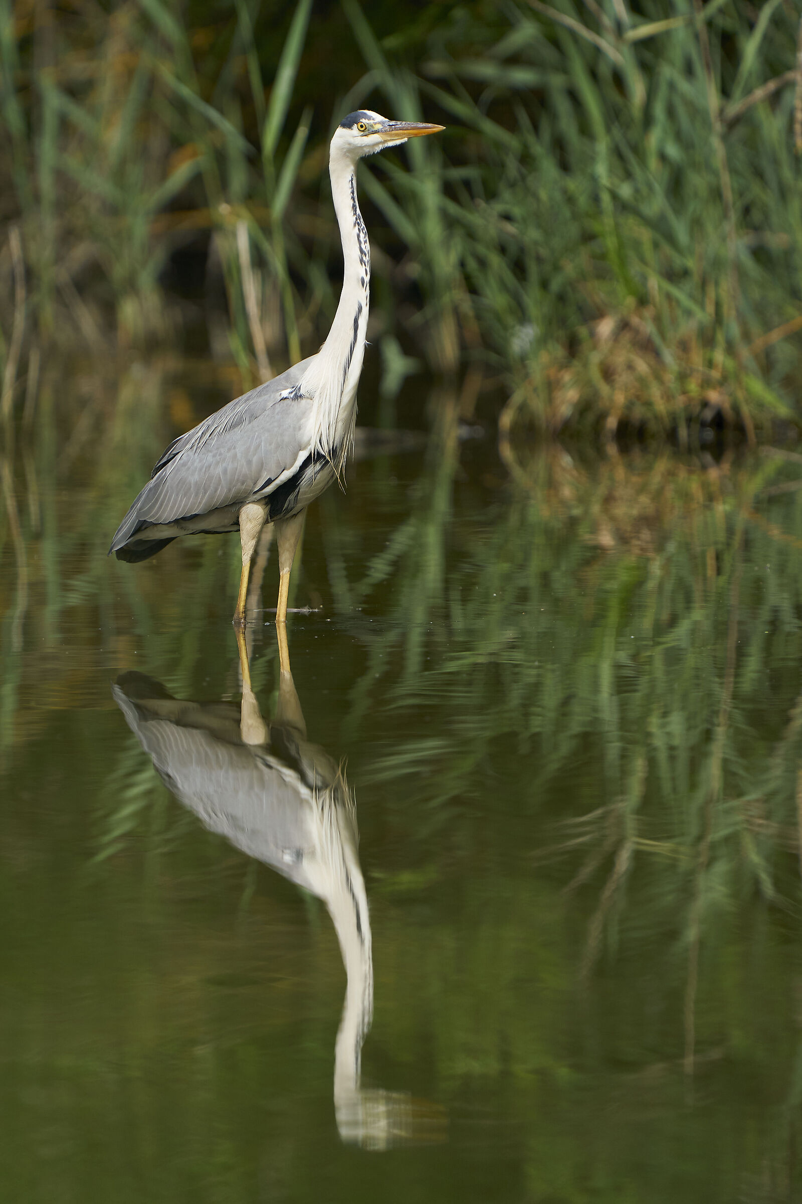 grey heron