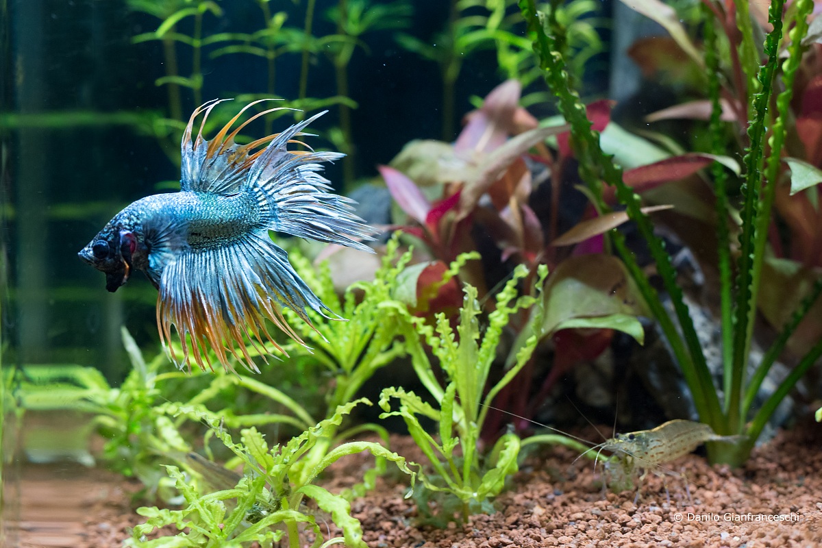 Il mio Betta CT in parata...