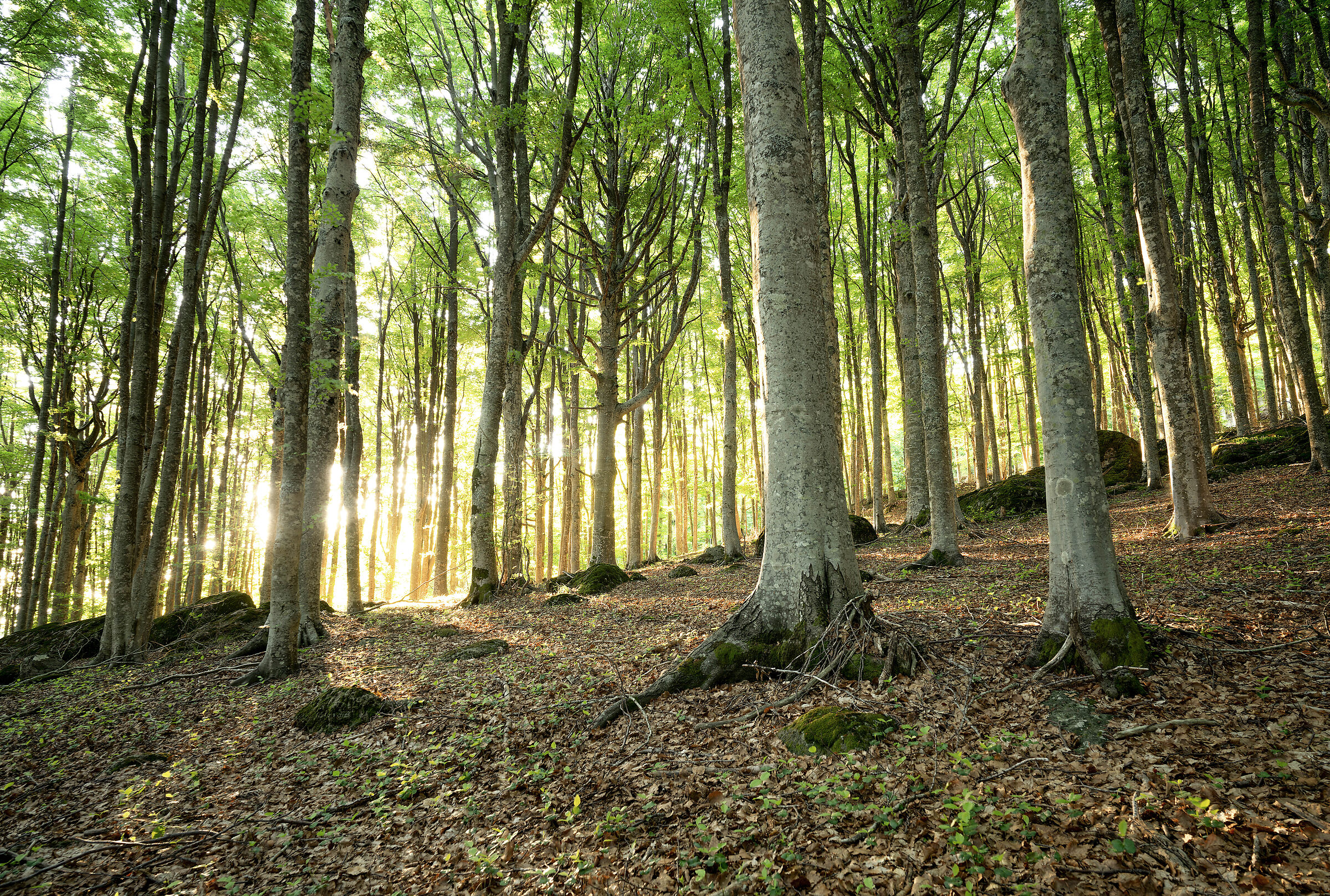 early morning hot lights