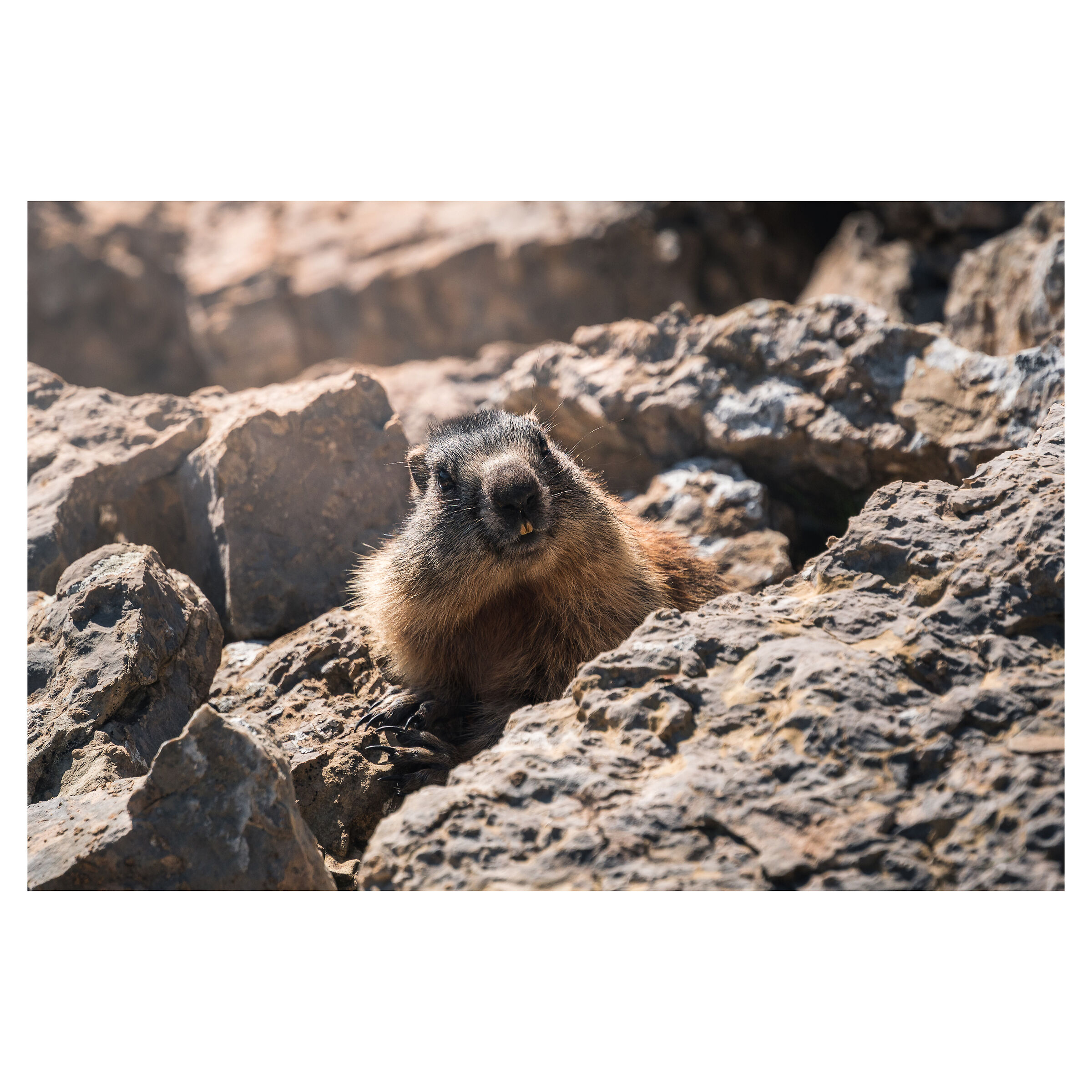 Marmotta del Seceda