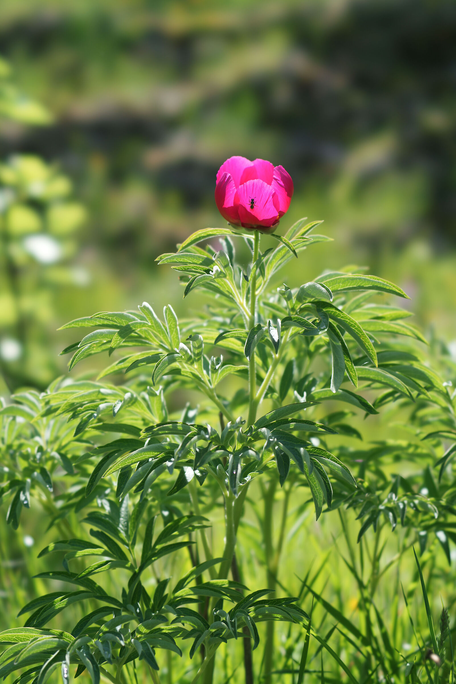 Paeonia officinalis L.
