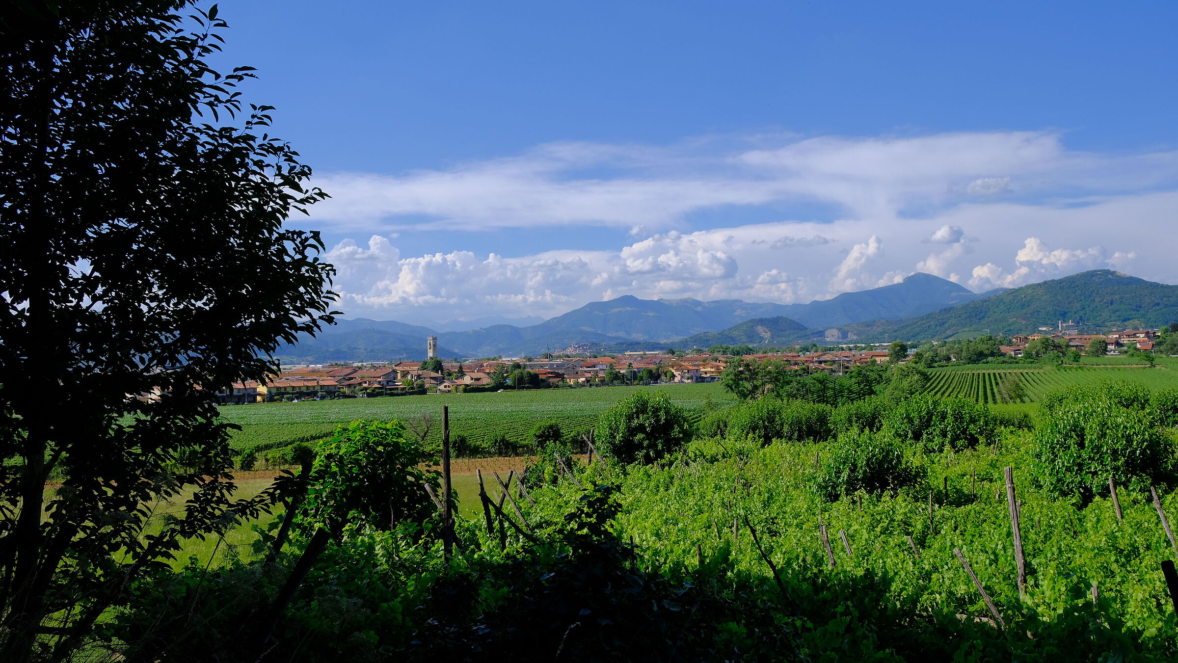 Vineyards in Franciacorta