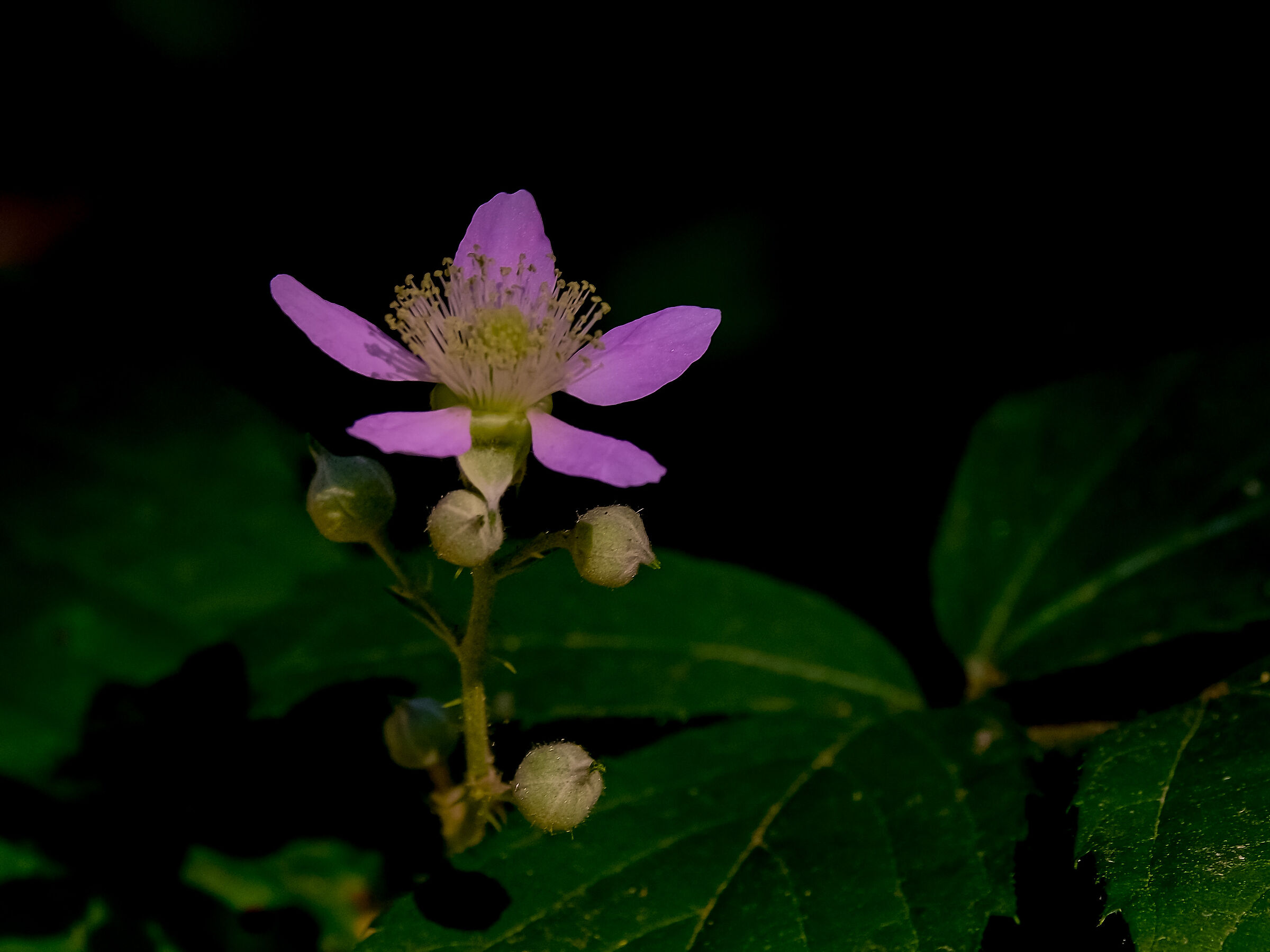 Spontaneous flora in the undergrowth