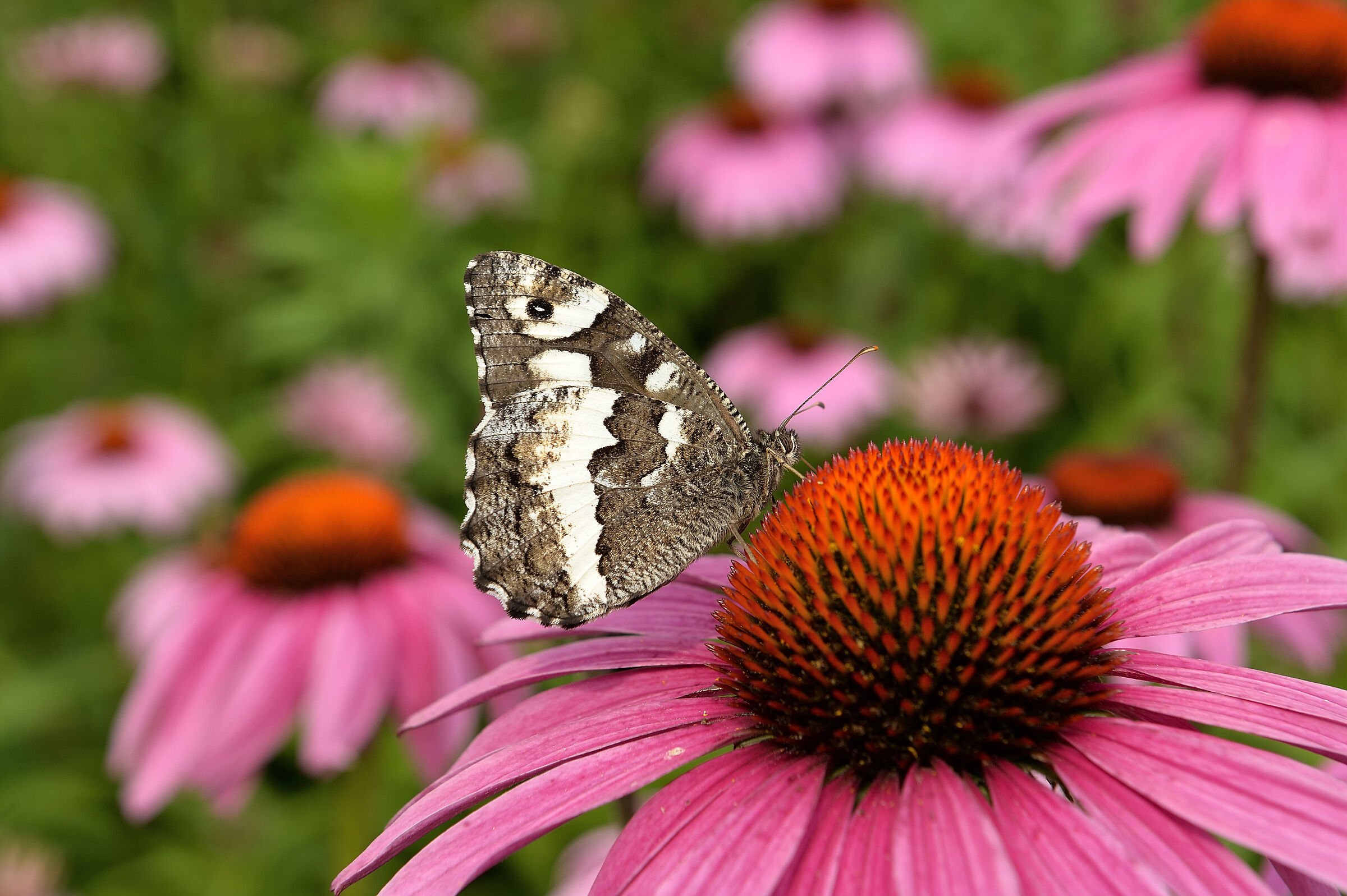 Brintesia Circe