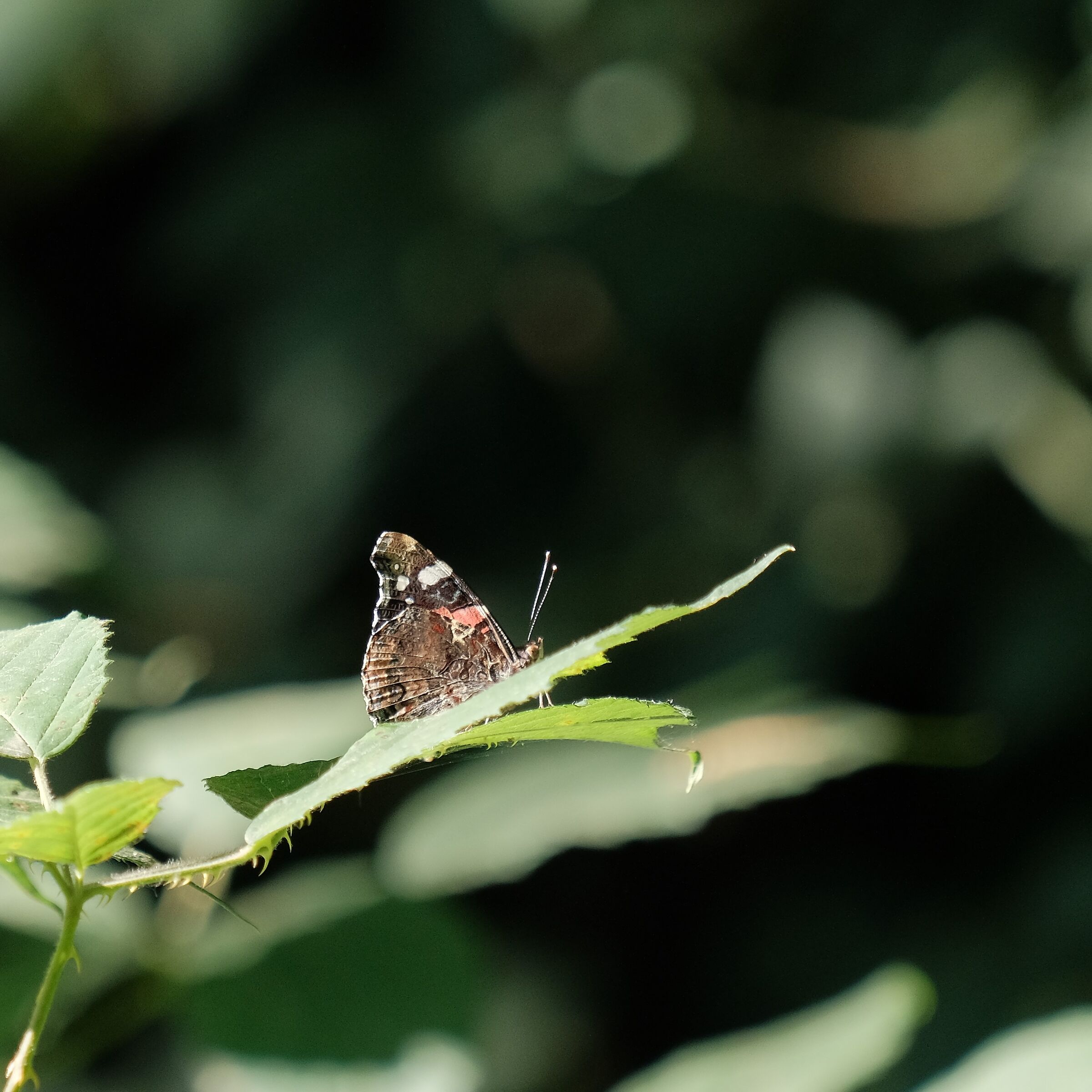 butterfly vanessa of the thistle