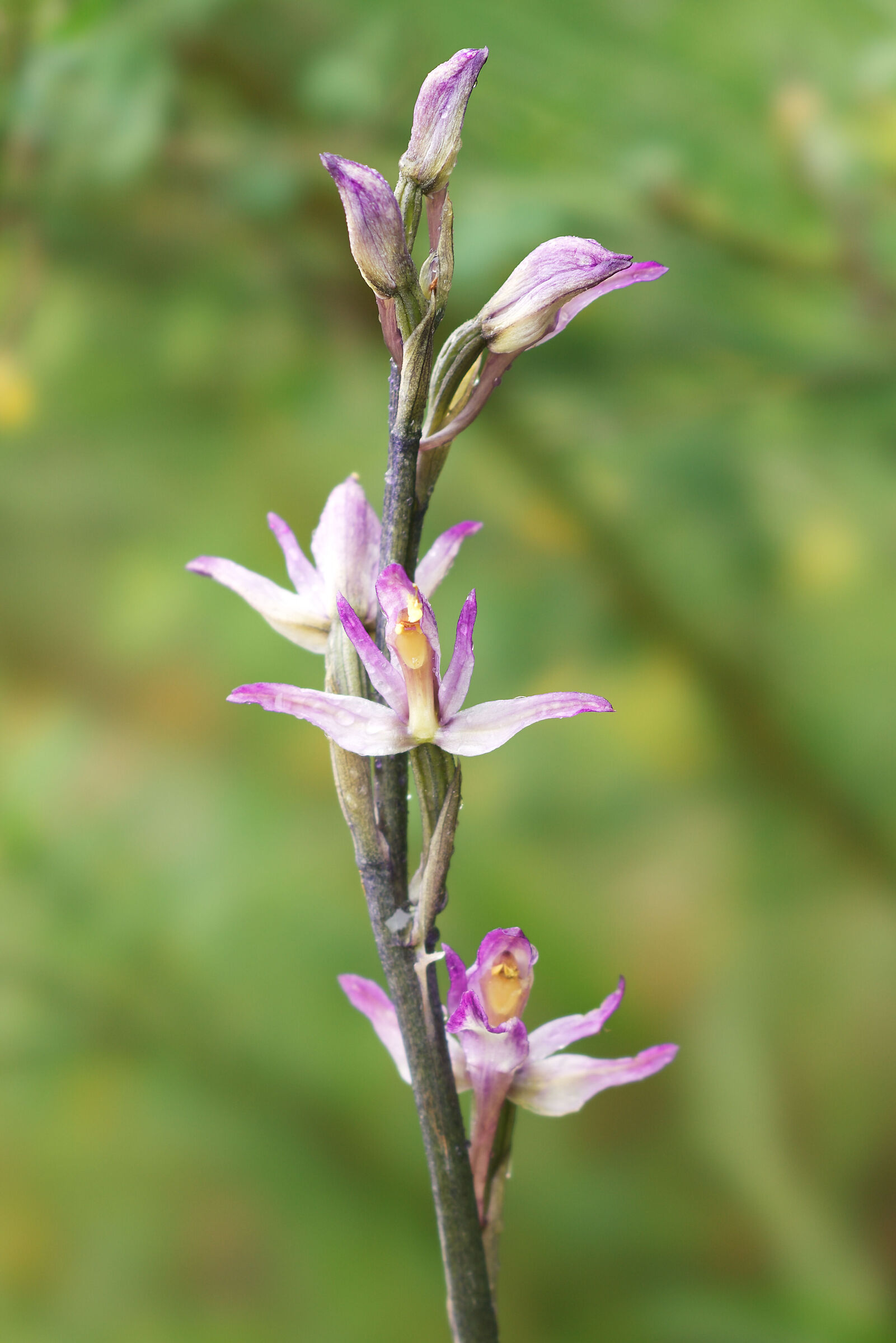 Limodorum abortivum (l.) Sw.