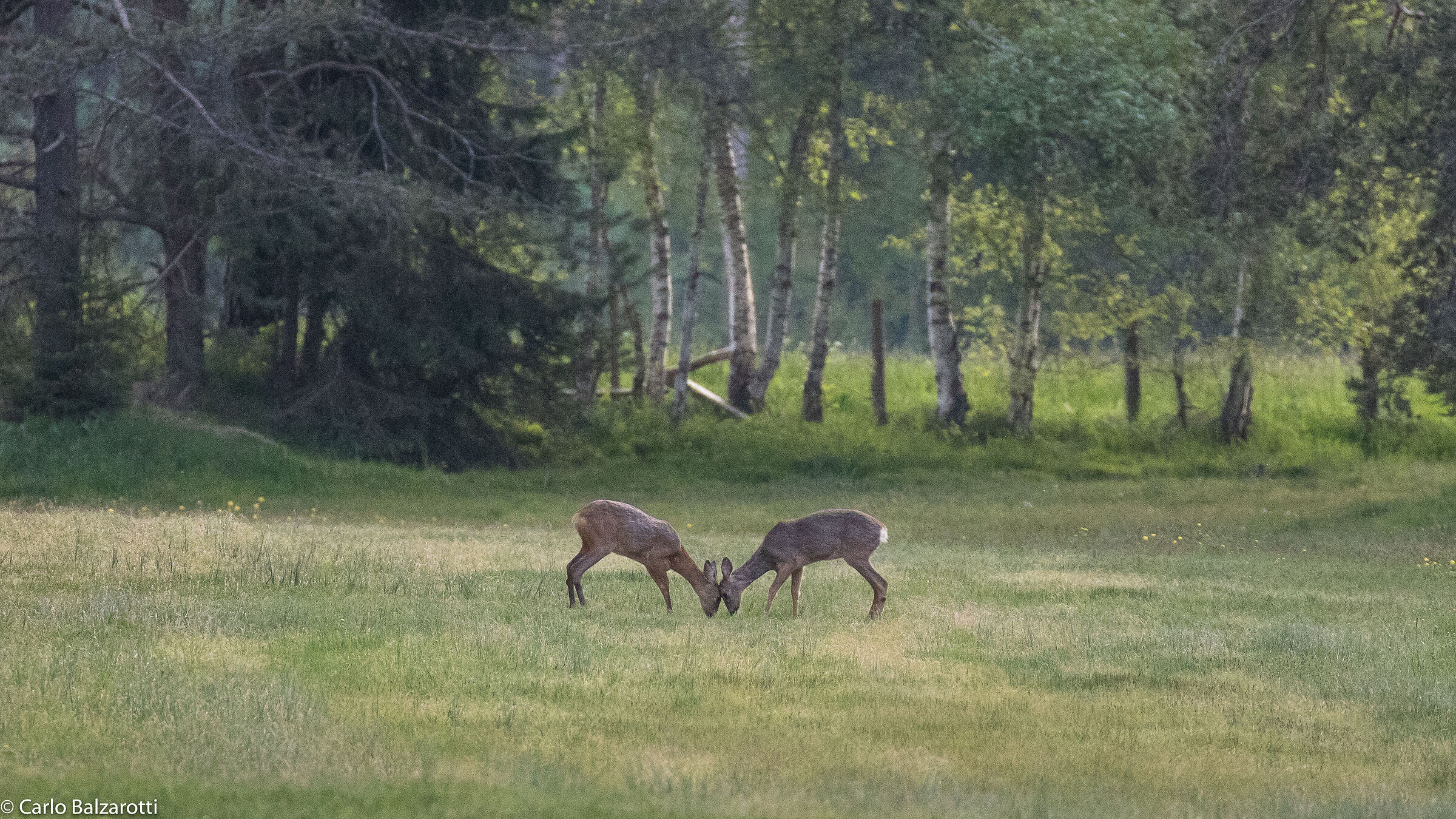 Head to head