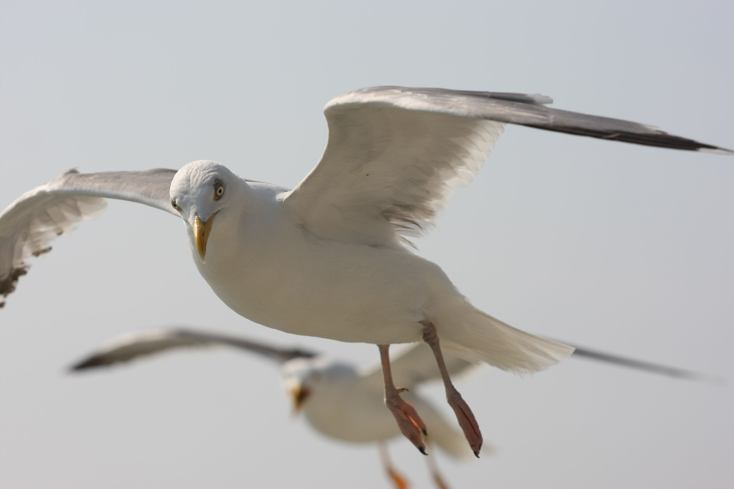 I'm treating you....