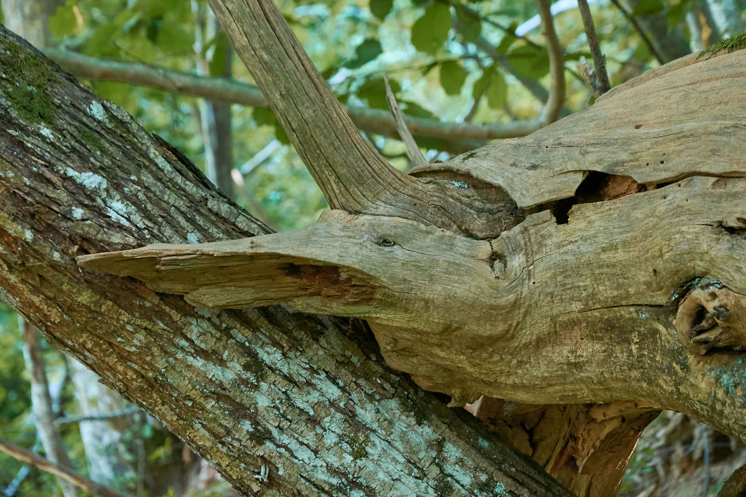 Natural sculptures