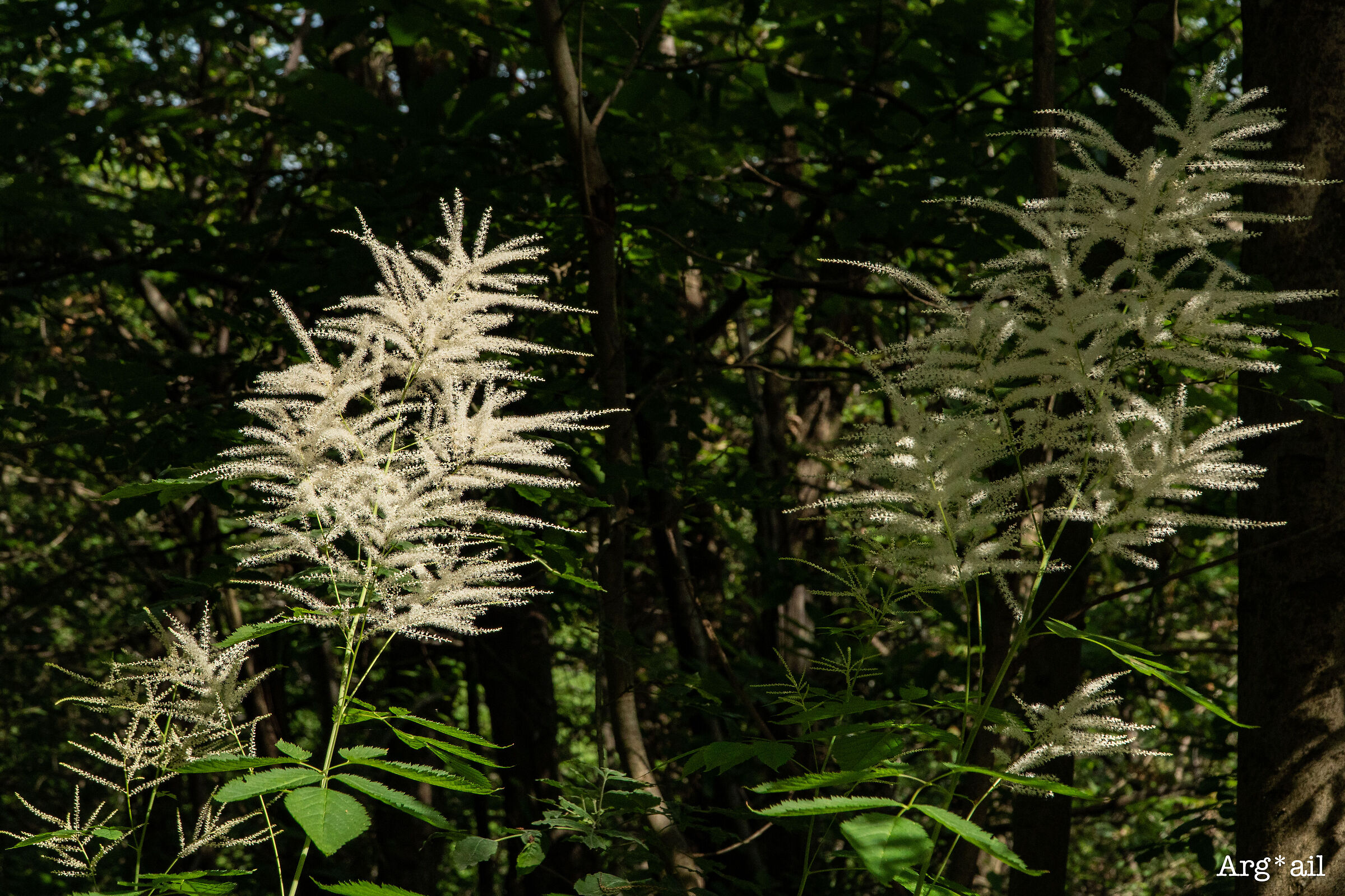 Lorefici Trail - fluffy