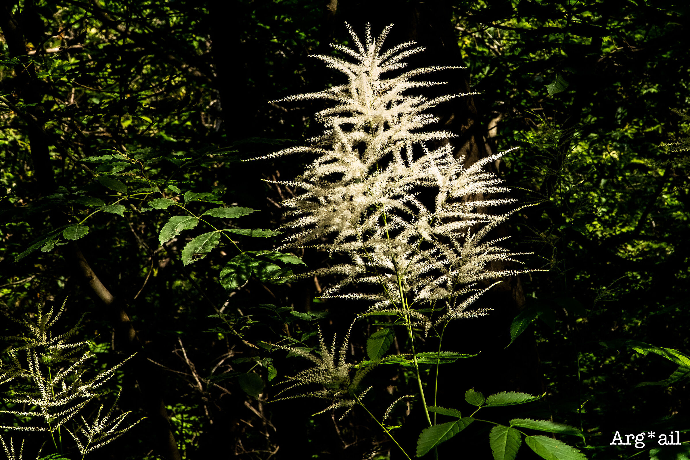 Lorefici Trail - fluffy