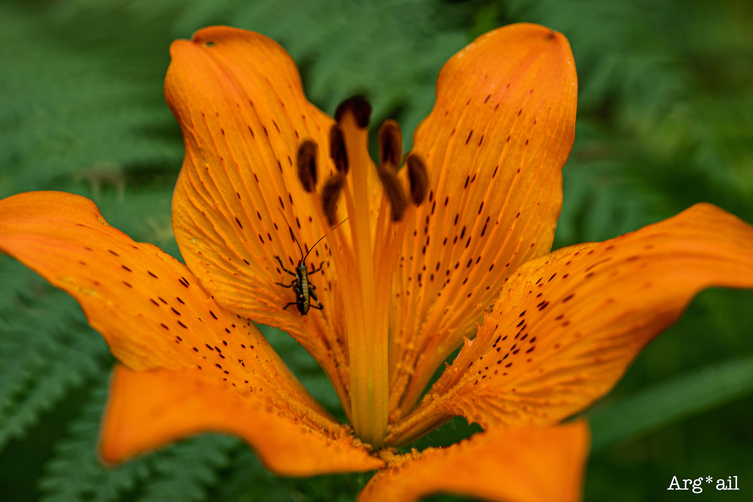 Lorefici Trail - flower detail