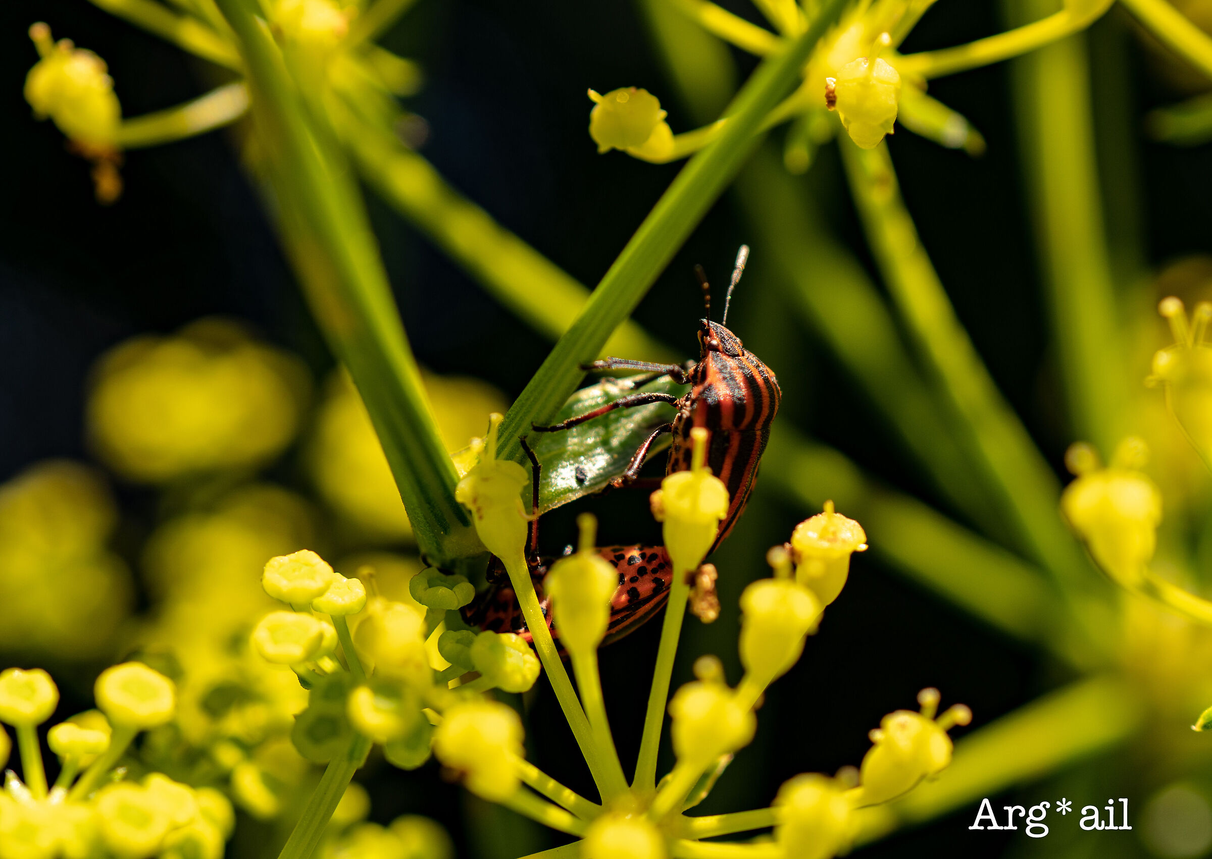 insects