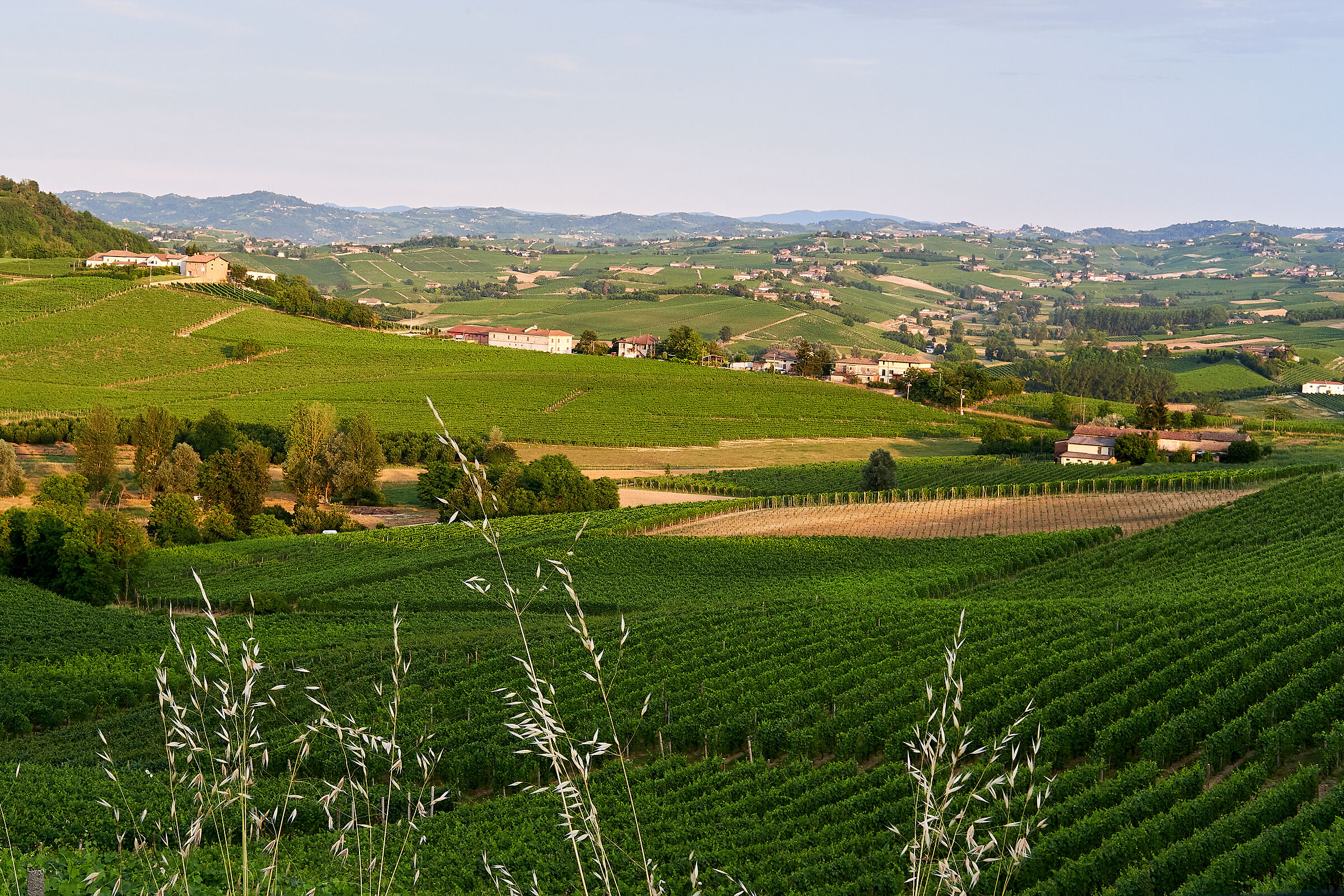 Monferrato Hills