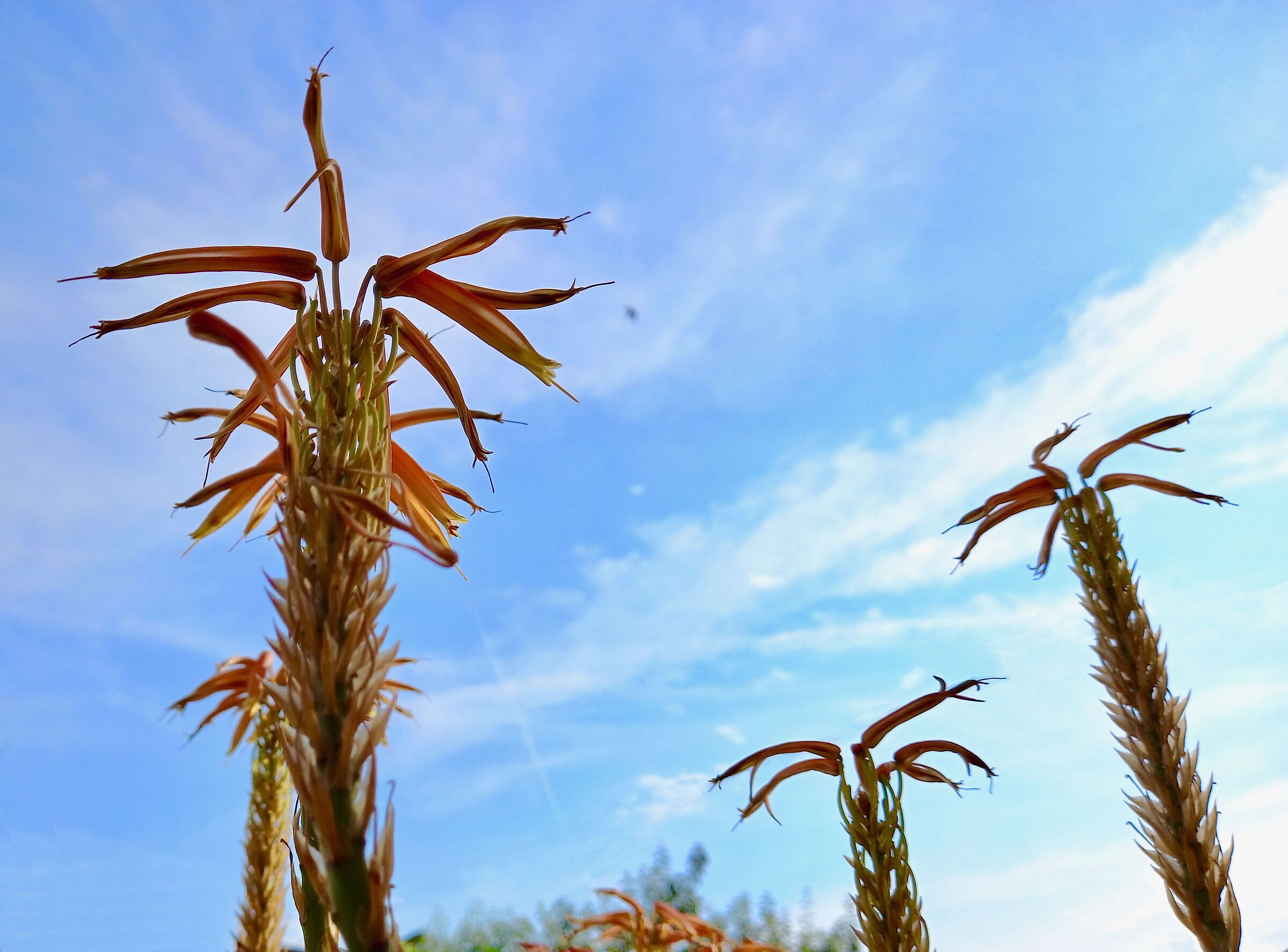 Gigantoflores Murarianum