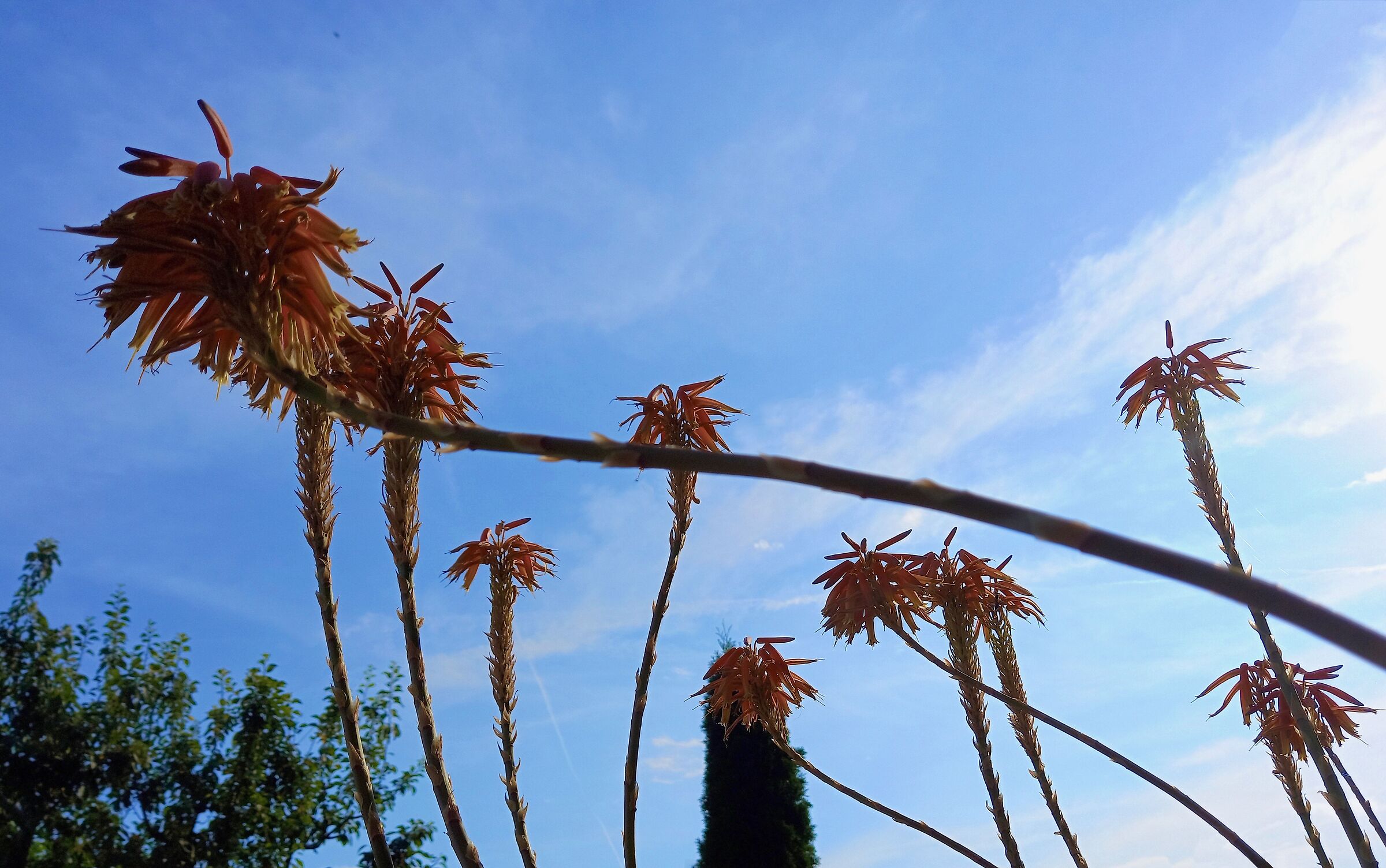 Gigantoflores Murarianum