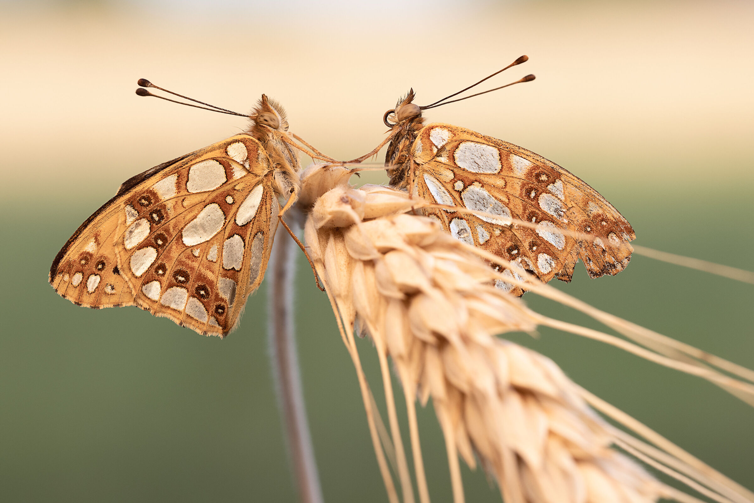 Young and old face-to-face