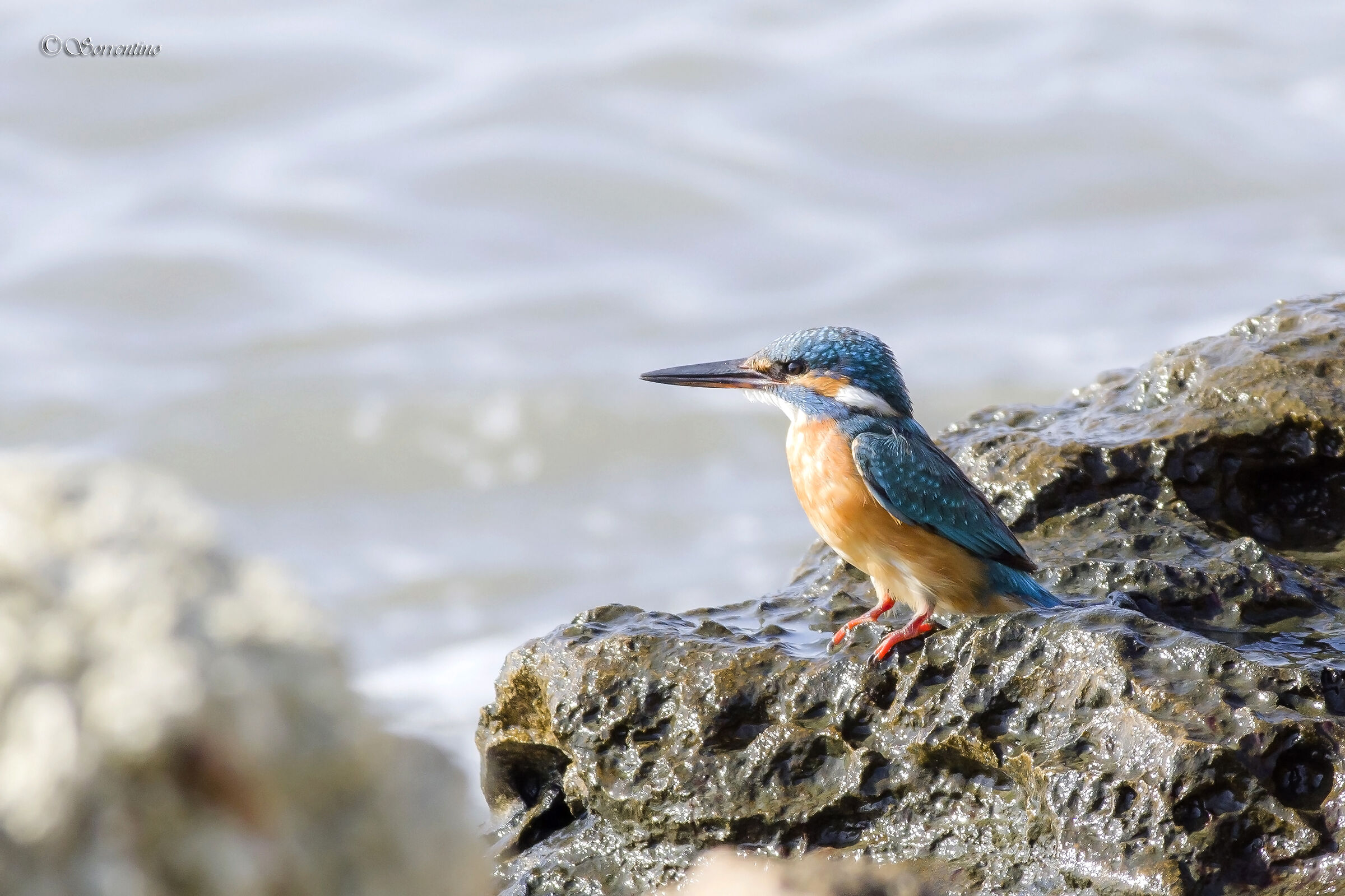 kingfisher