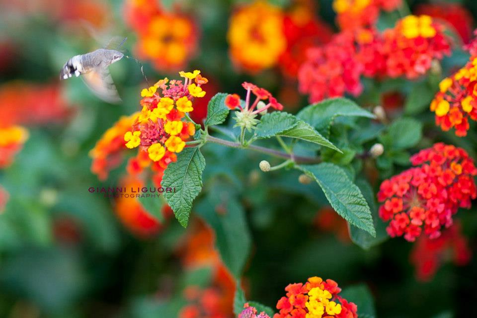 Sfinge del Galio (Macroglossum stellatarum)