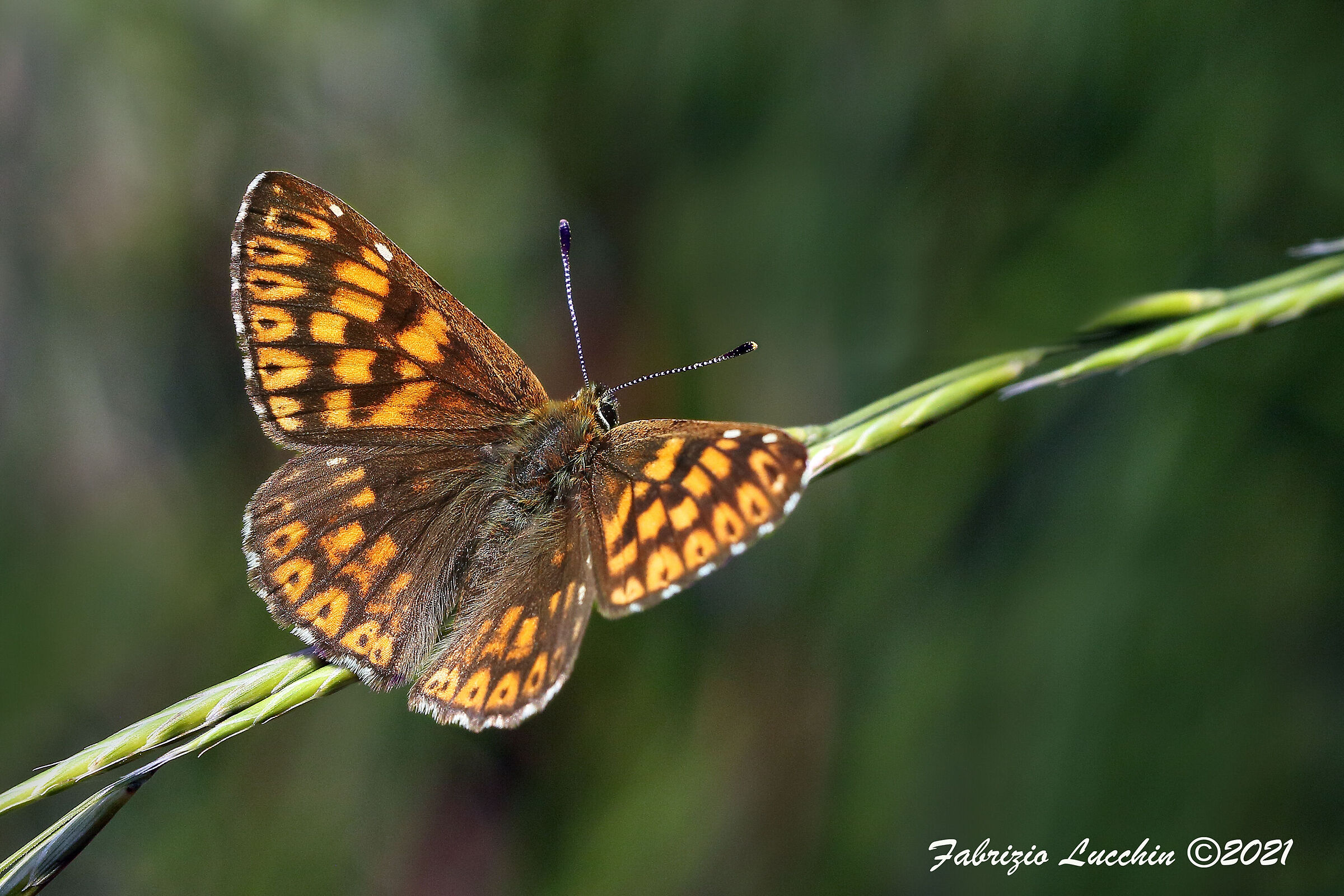Hamearis lucina (esemplare femmina)