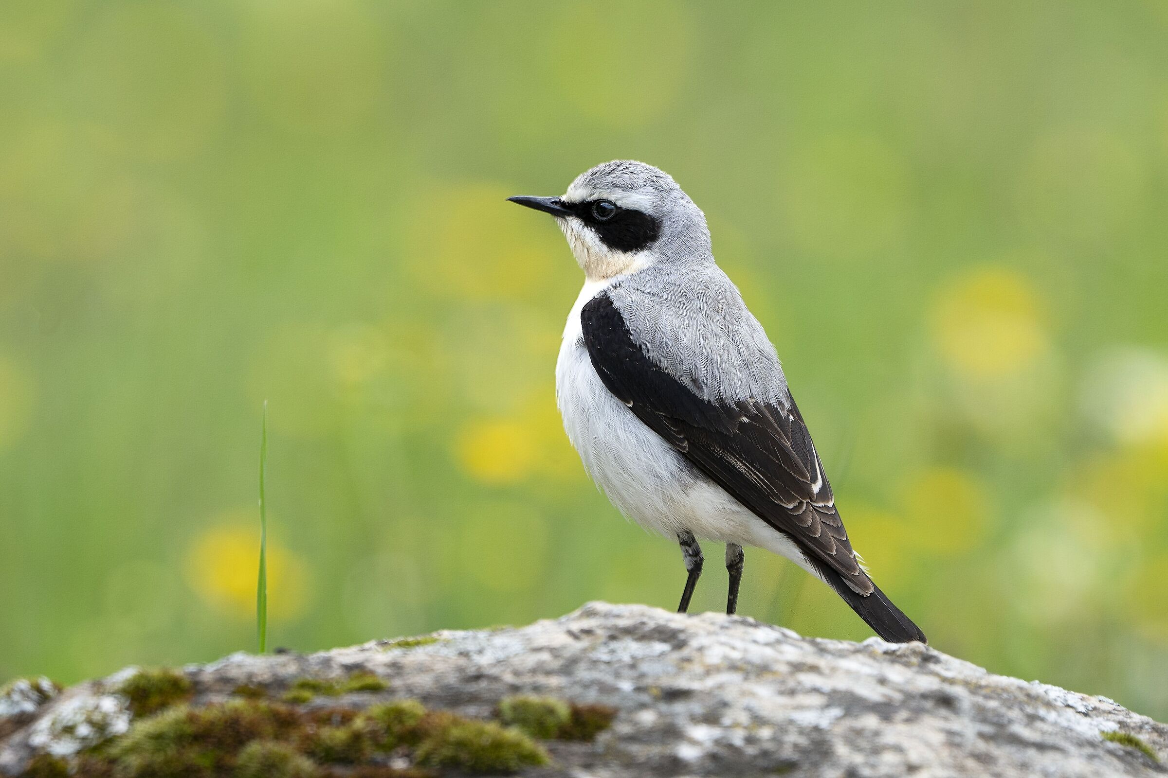 northern wheatear