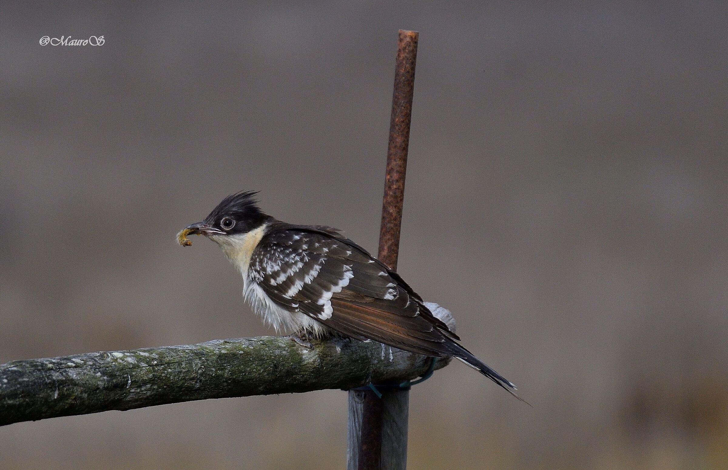 Cuckoo from the Tuft