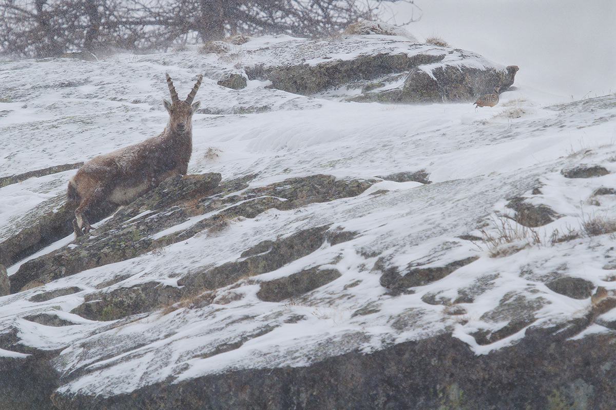 stambecco e coturnice nella bufera di neve