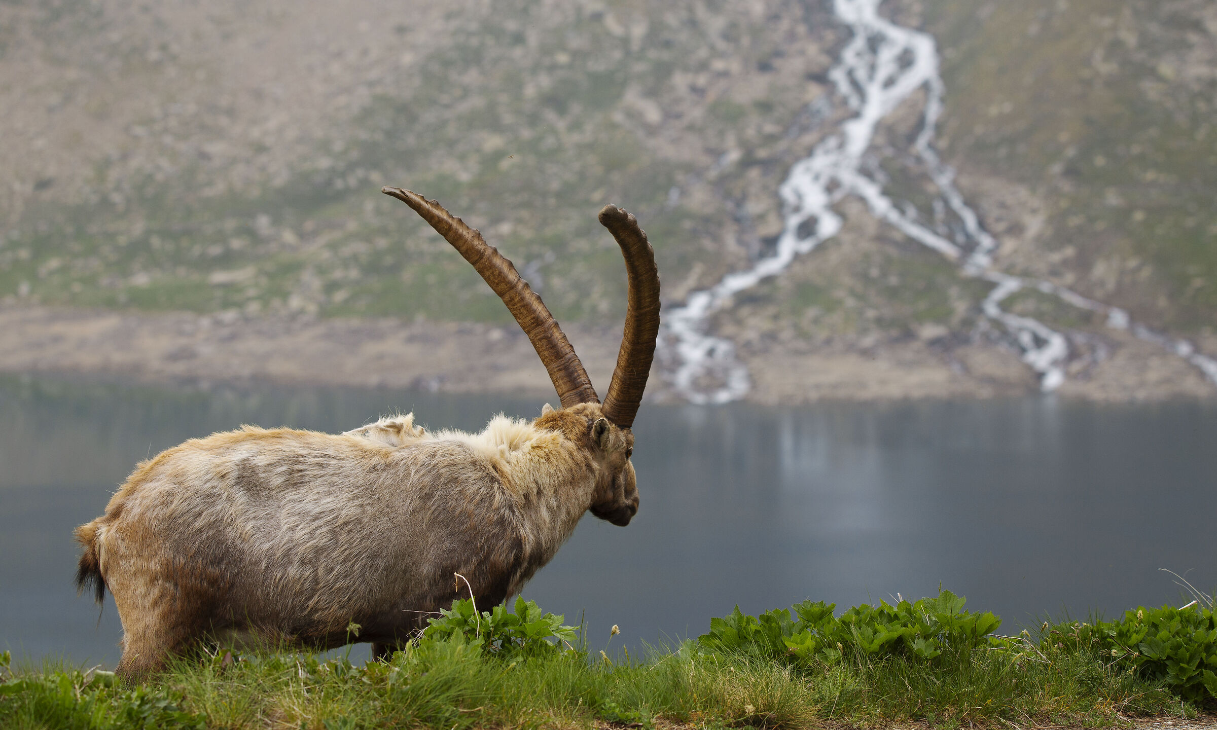 Lo stambecco e la cascata