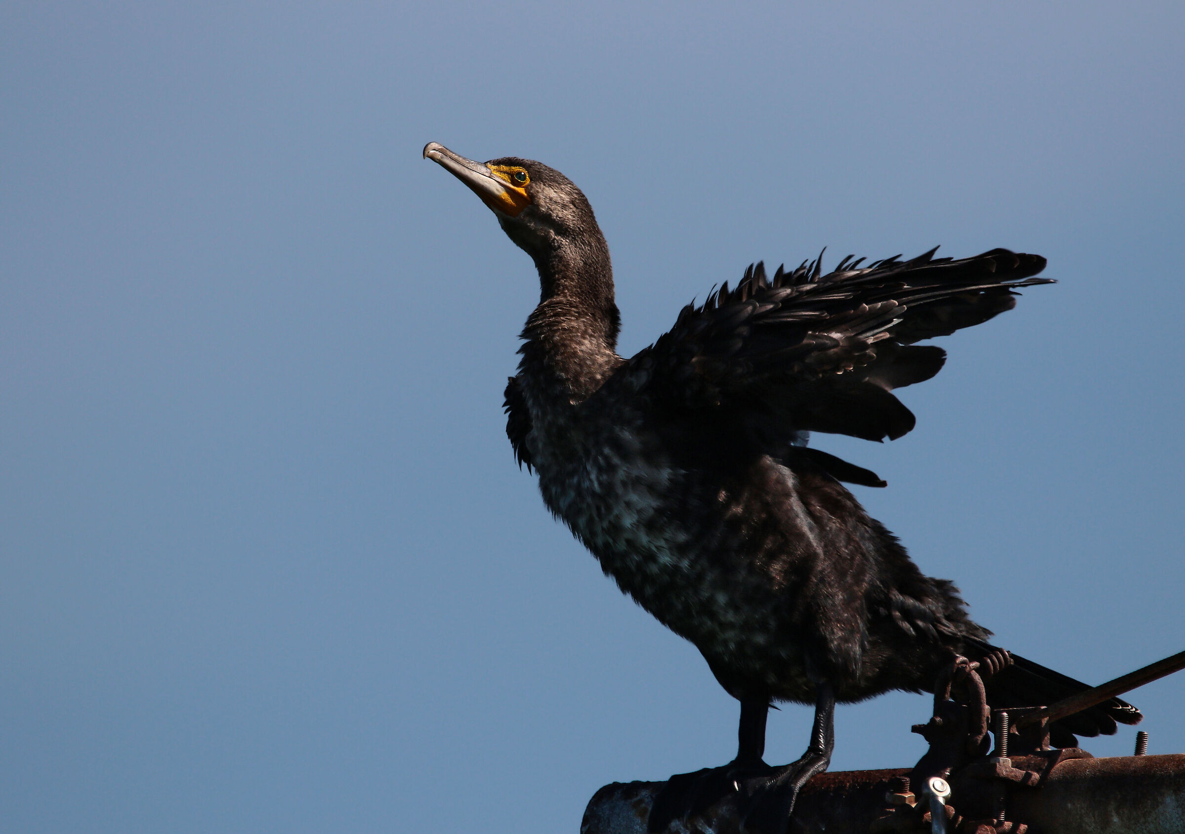 Cormorano