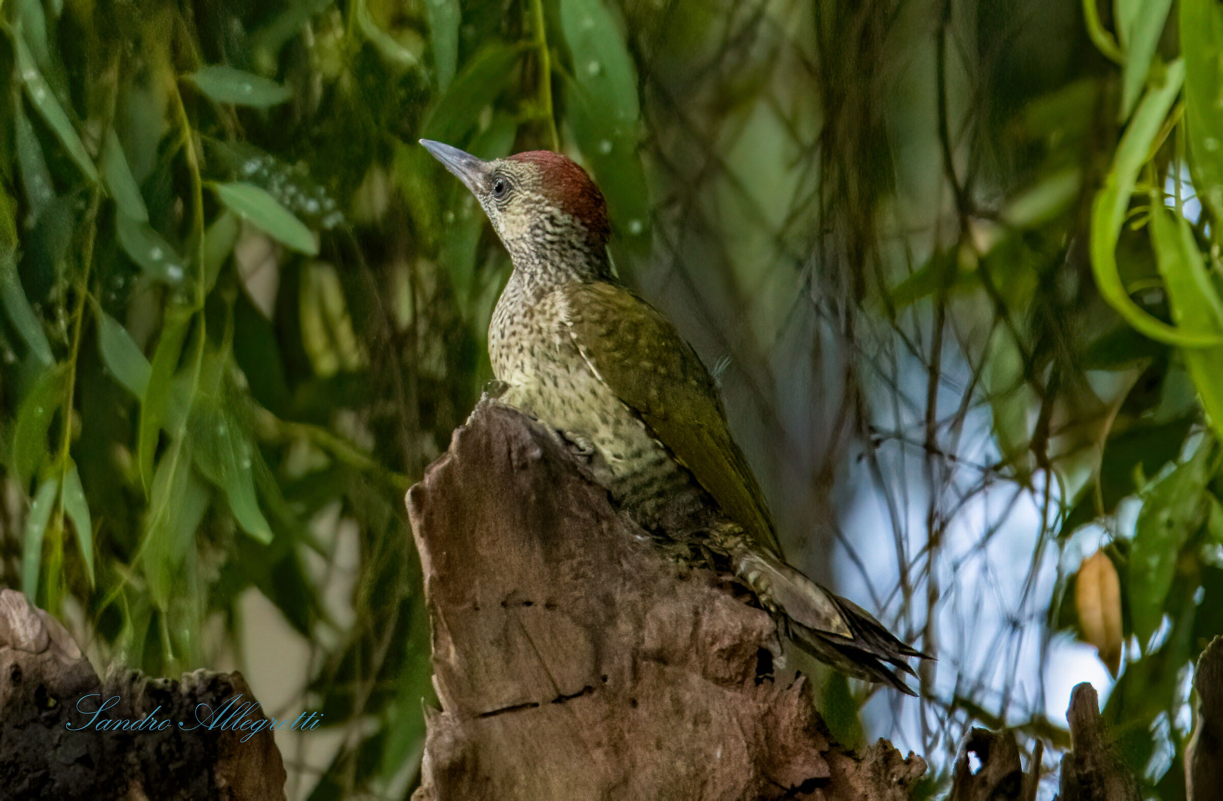 Little Green Woodpecker (Picus viridis)